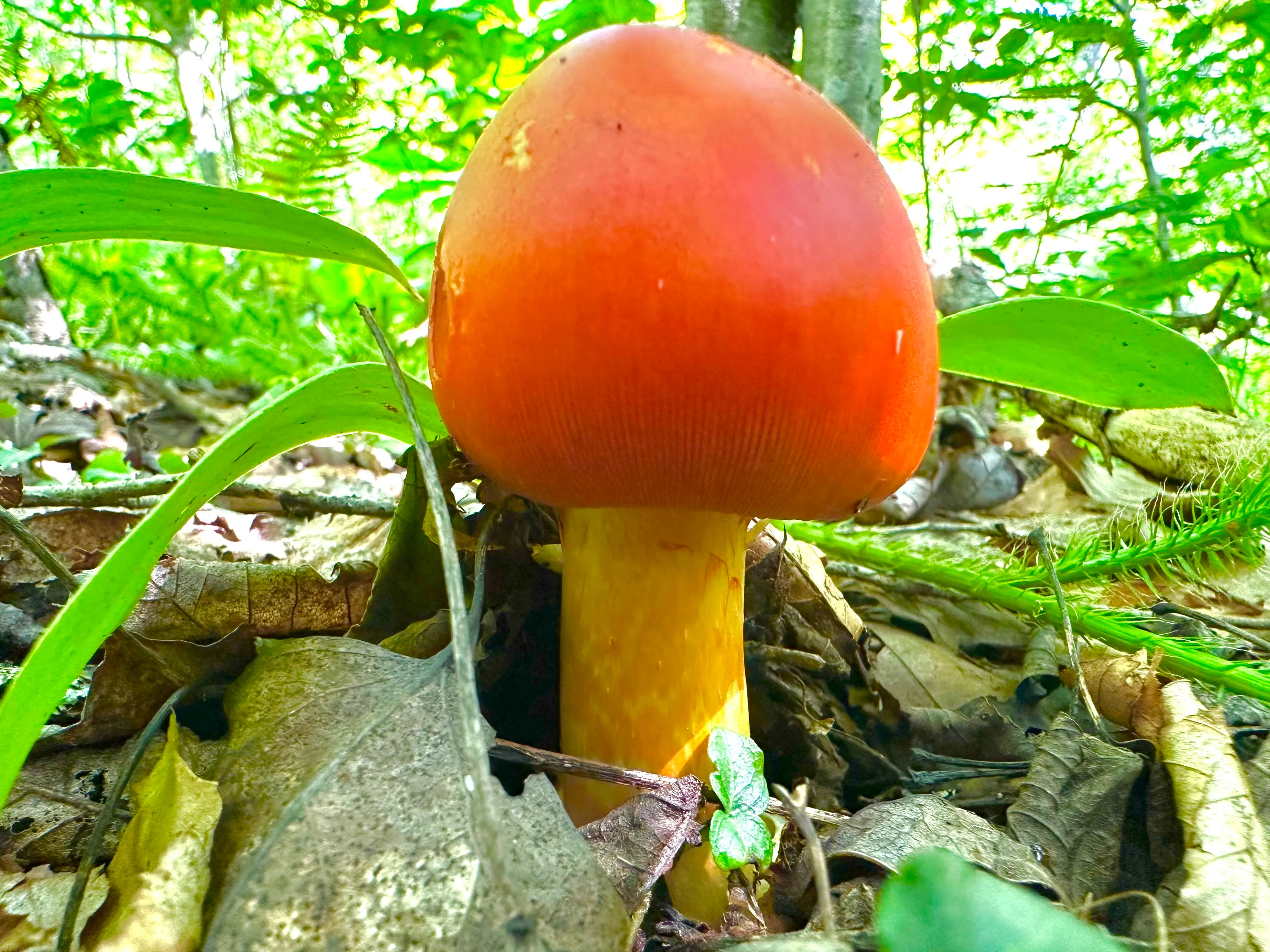 Το Amanita jacksonii (Jackson's Slender Caesar Mushroom) είναι ευρέως διαδεδομένο στην ανατολική Βόρεια Αμερική και την Κεντρική Αμερική. Αυτό το βρώσιμο μανιτάρι Mario μπορεί να διαφοροποιηθεί λόγω της έλλειψης κονδυλωμάτων μεταξύ άλλων χαρακτηριστικών, αν και μπορεί εύκολα να αναγνωριστεί εσφαλμένα.
