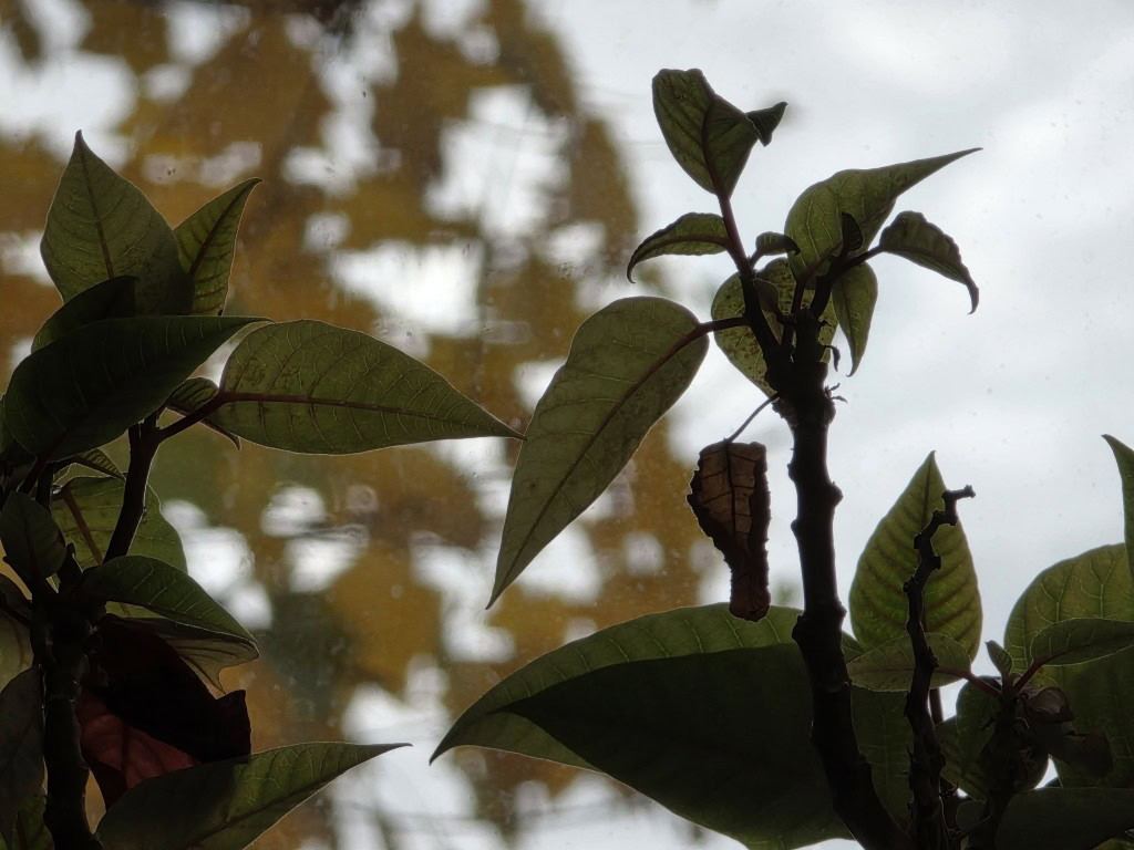 Το Galaxy S25 Ultra δεν αφήνει προστατευτικό φακού