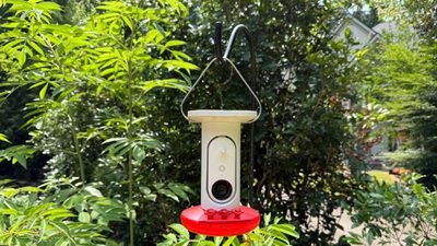 bird buddy hummingbird feeder 2