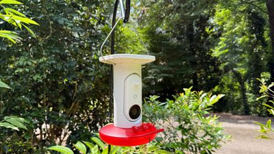 bird buddy hummingbird feeder