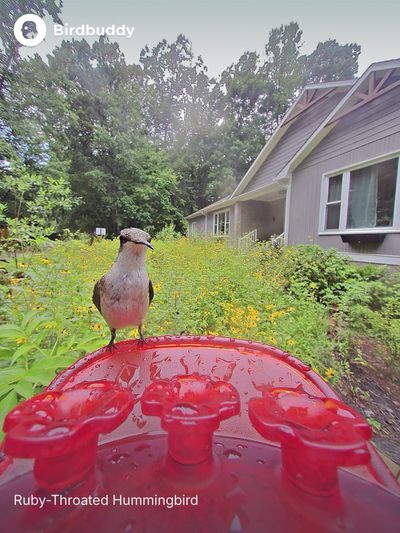 bird buddy hummingbird image