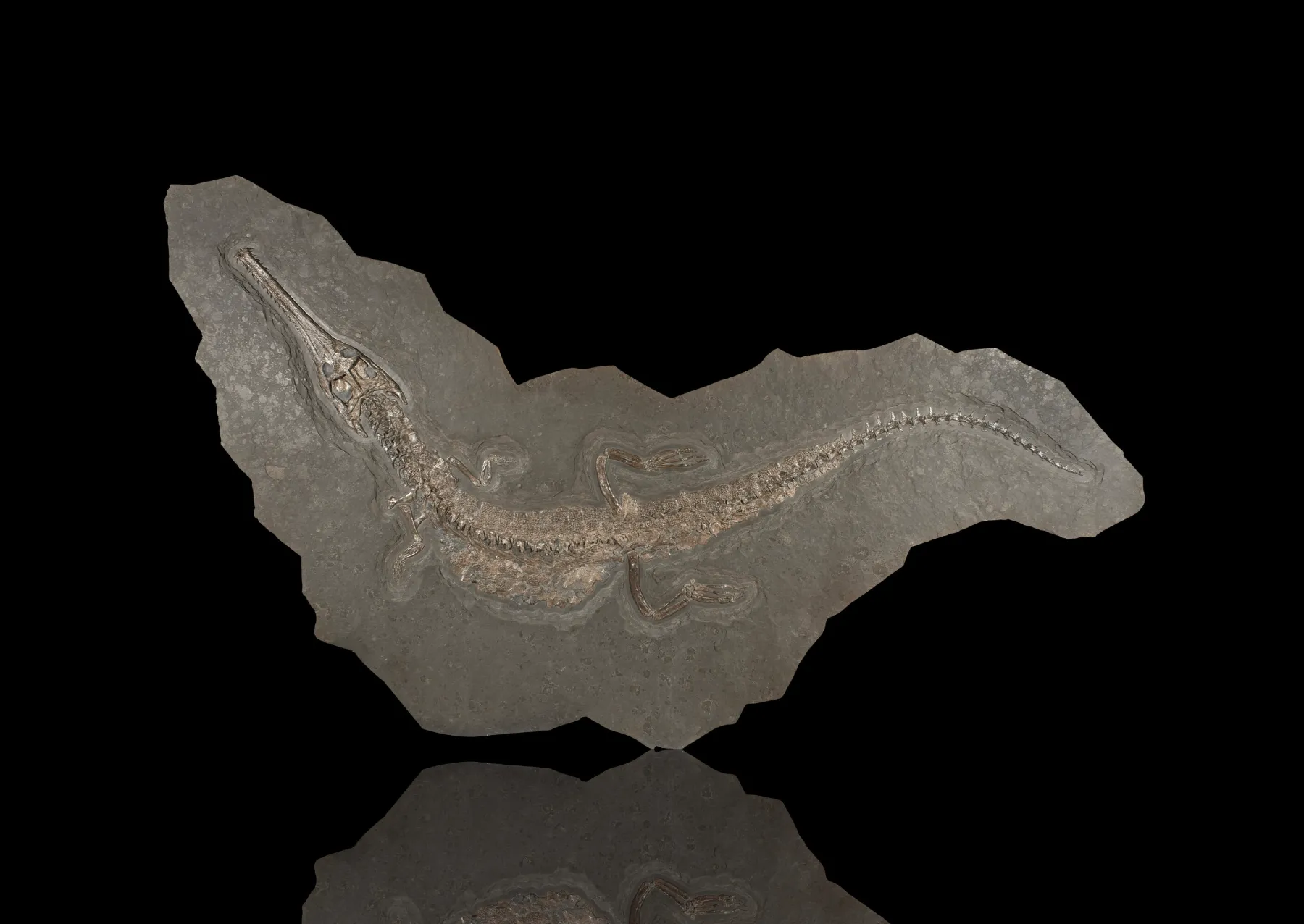 ένας απολιθωμένος κροκόδειλος