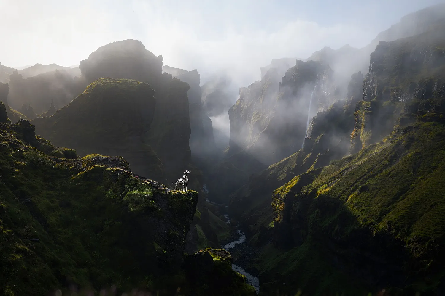 ένας σκύλος στέκεται ανάμεσα σε γκρεμούς