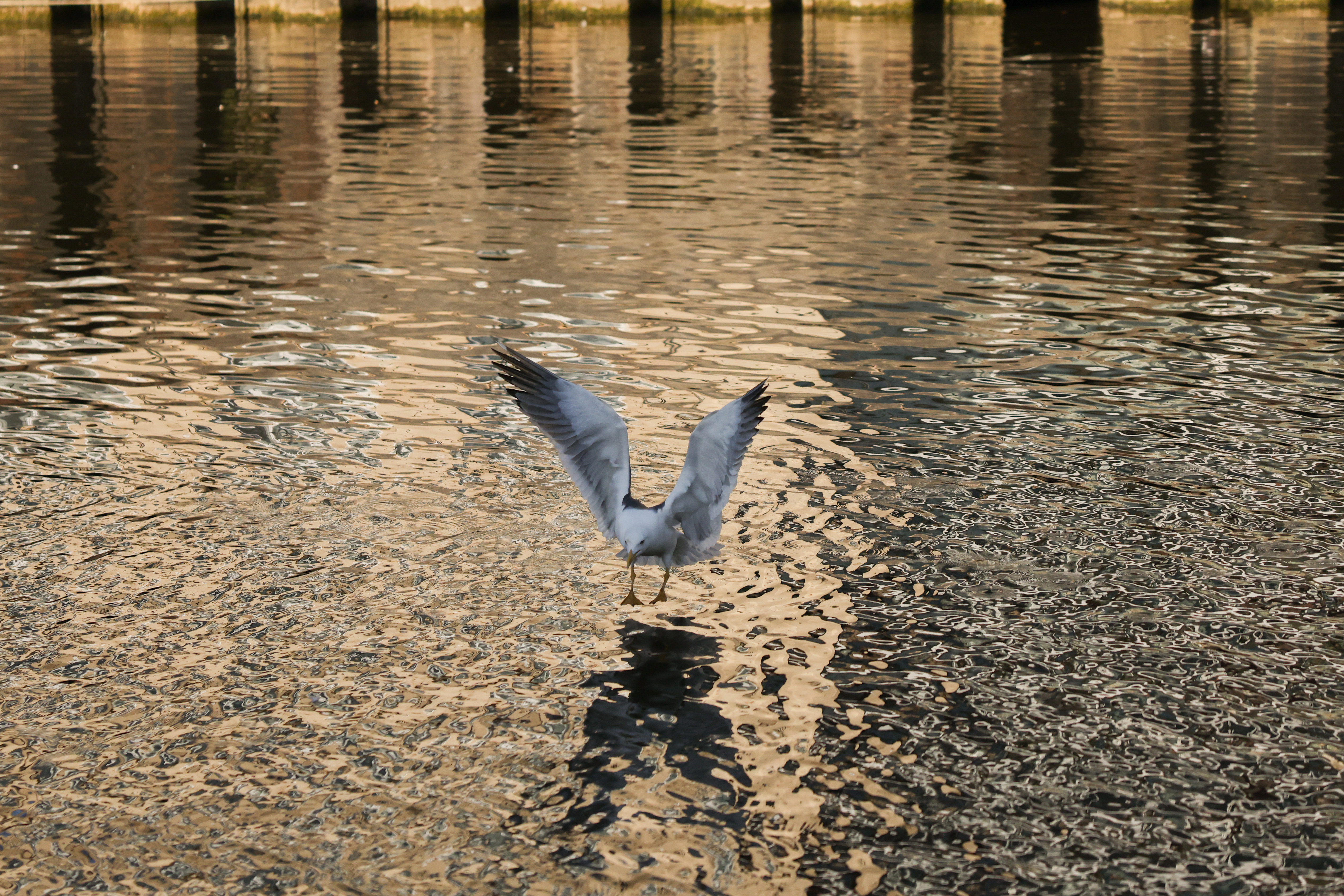 A photo taken on a Canon EOS R5 Mark II