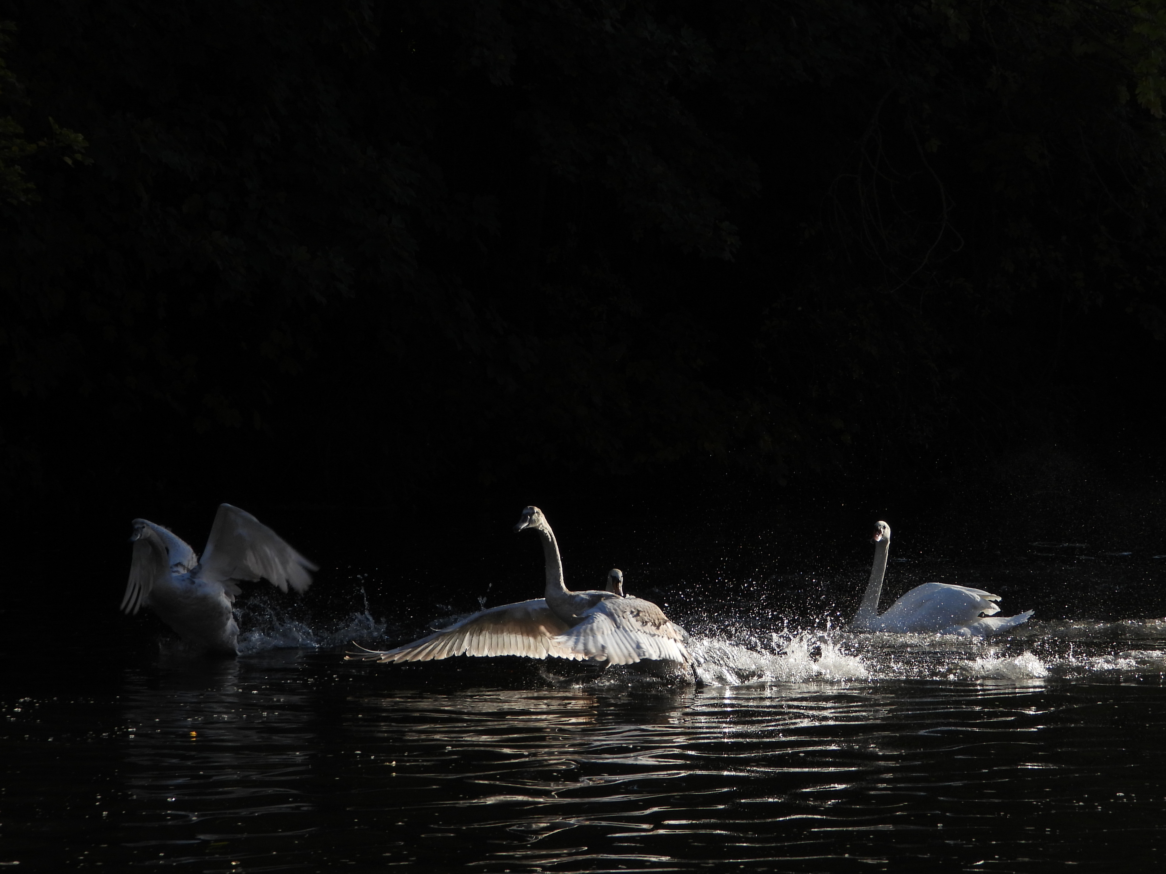 A photo taken on a Nikon Coolpix P1100 digital camera