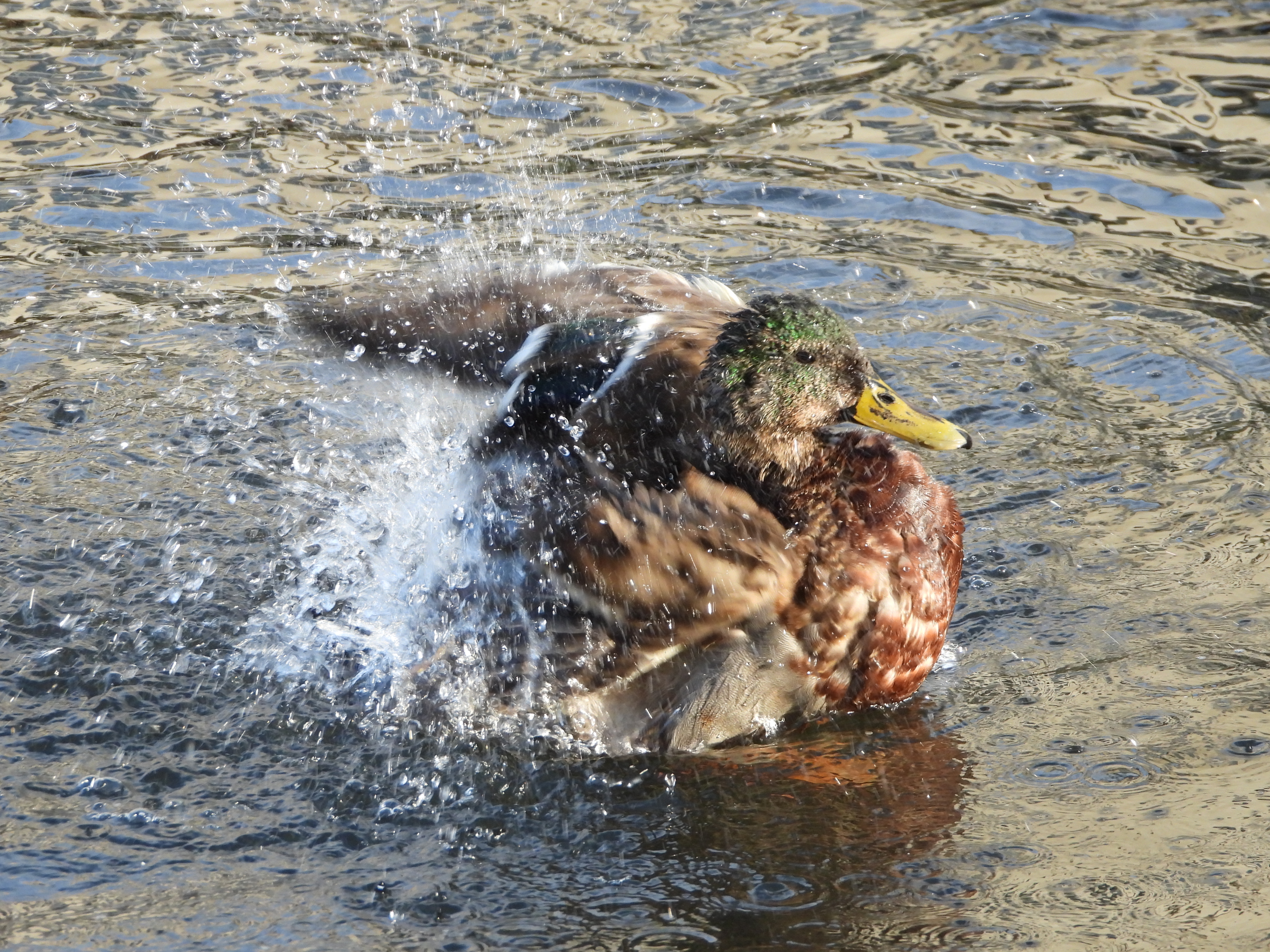 A photo taken on a Nikon Coolpix P1100 digital camera