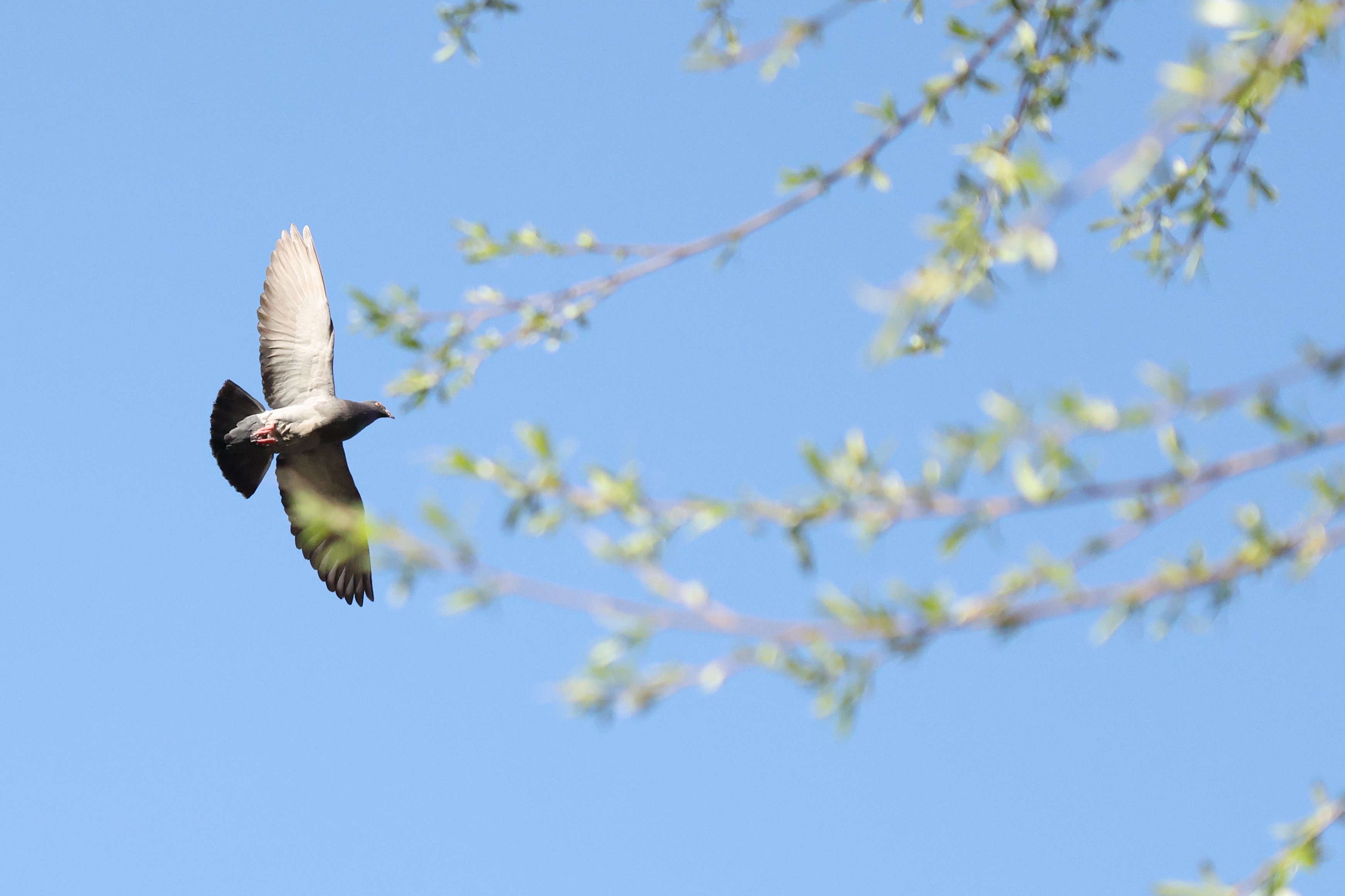 A photo of a pigeon taken on a Canon EOS R5 Mark II camera.