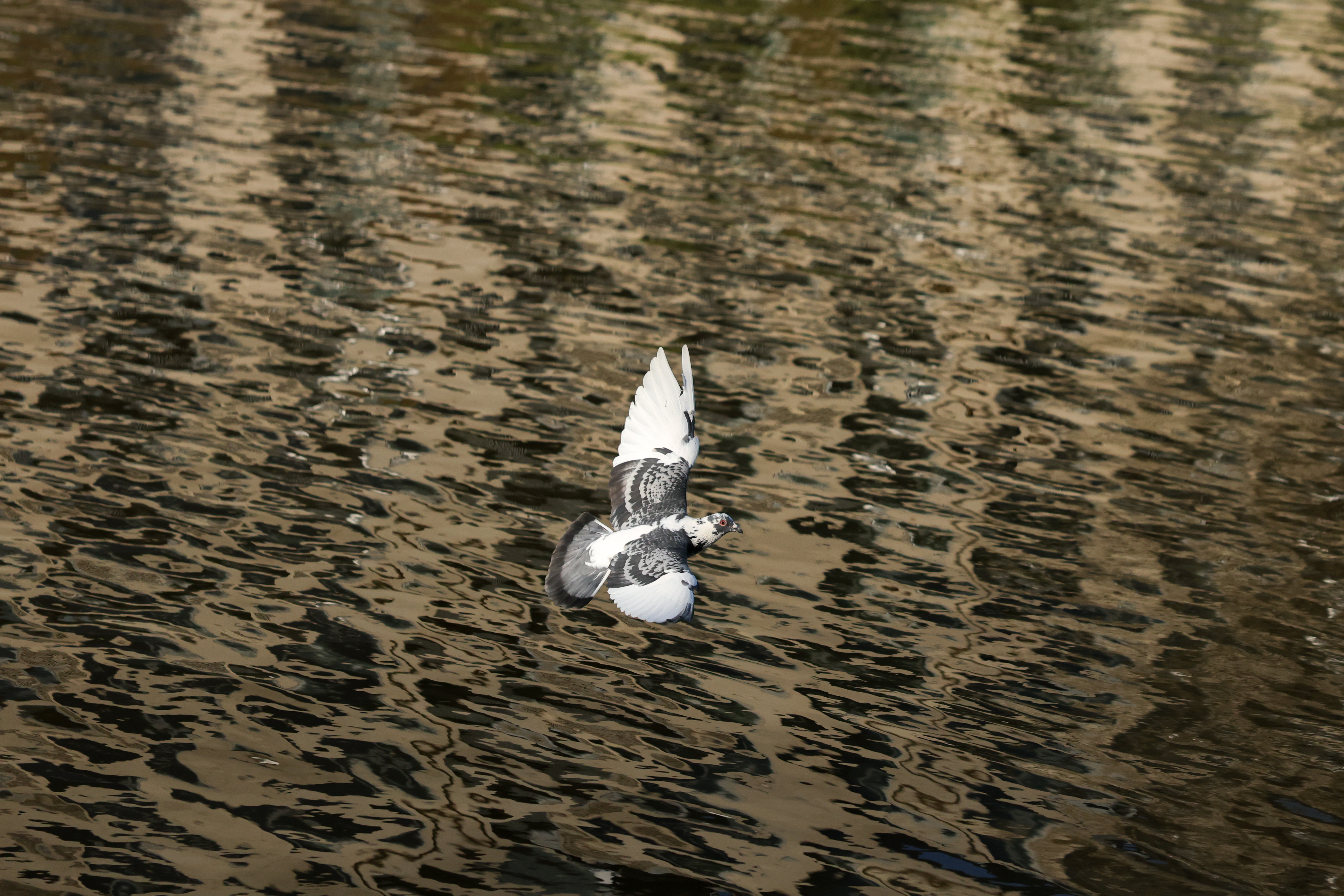 A photo of a pigeon taken on a Canon EOS R5 Mark II camera.