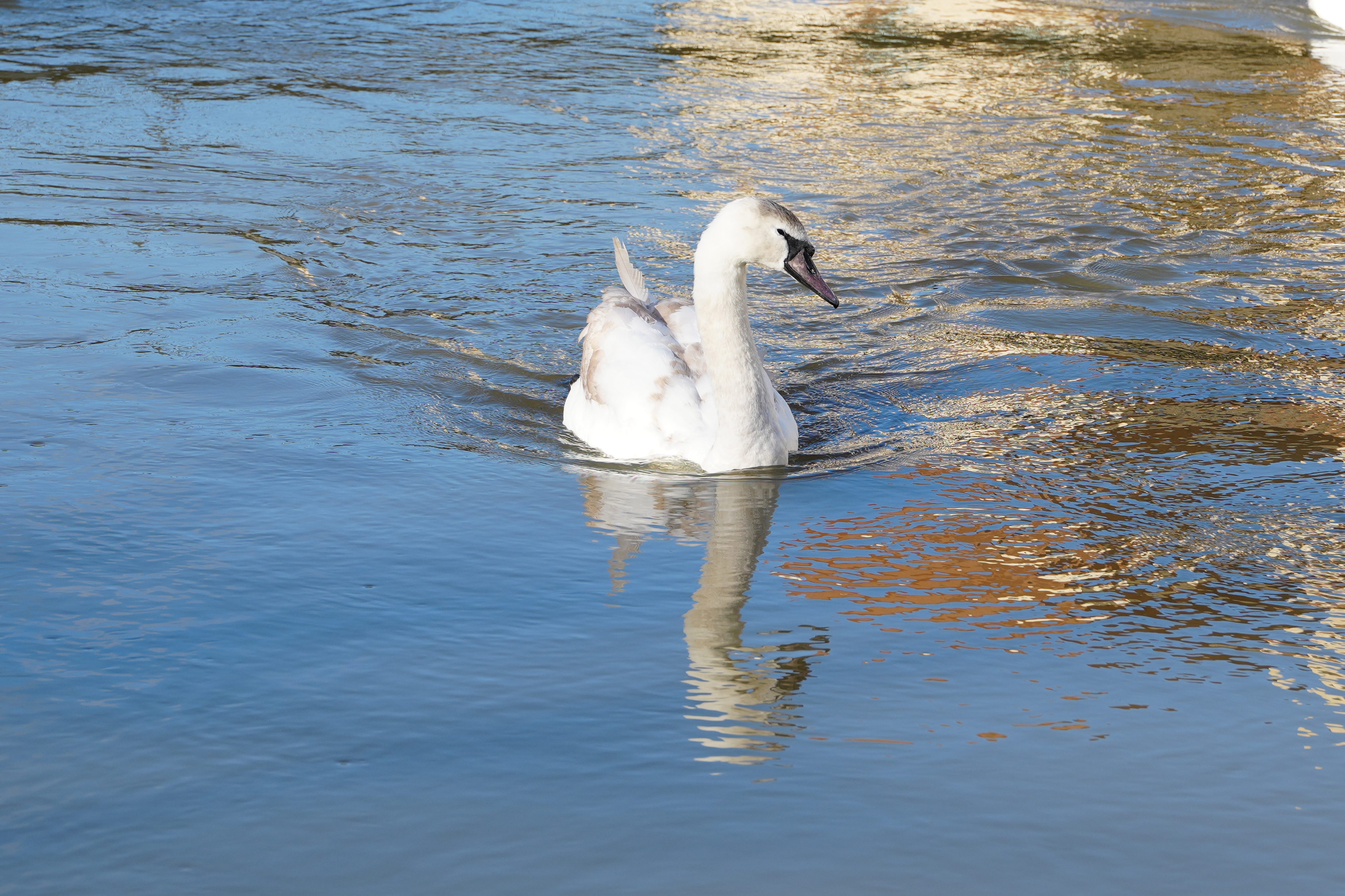 A photo of a swan swimming, taken on a Sony A1 II mirrorless camera and with a Sony FE 28-70mm F2 GM lens
