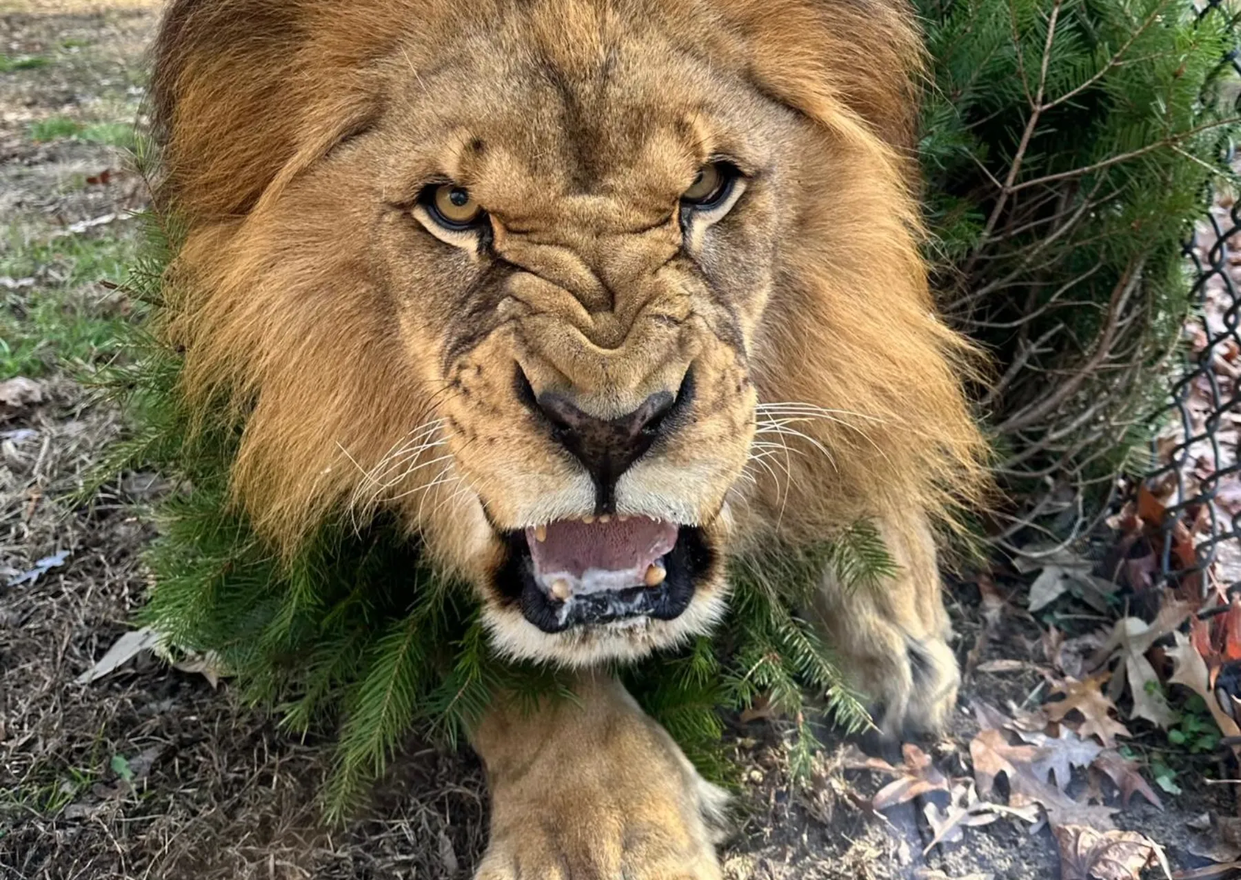 ένα λιοντάρι βρυχάται ενώ είναι ξαπλωμένο σε ένα αειθαλές δέντρο