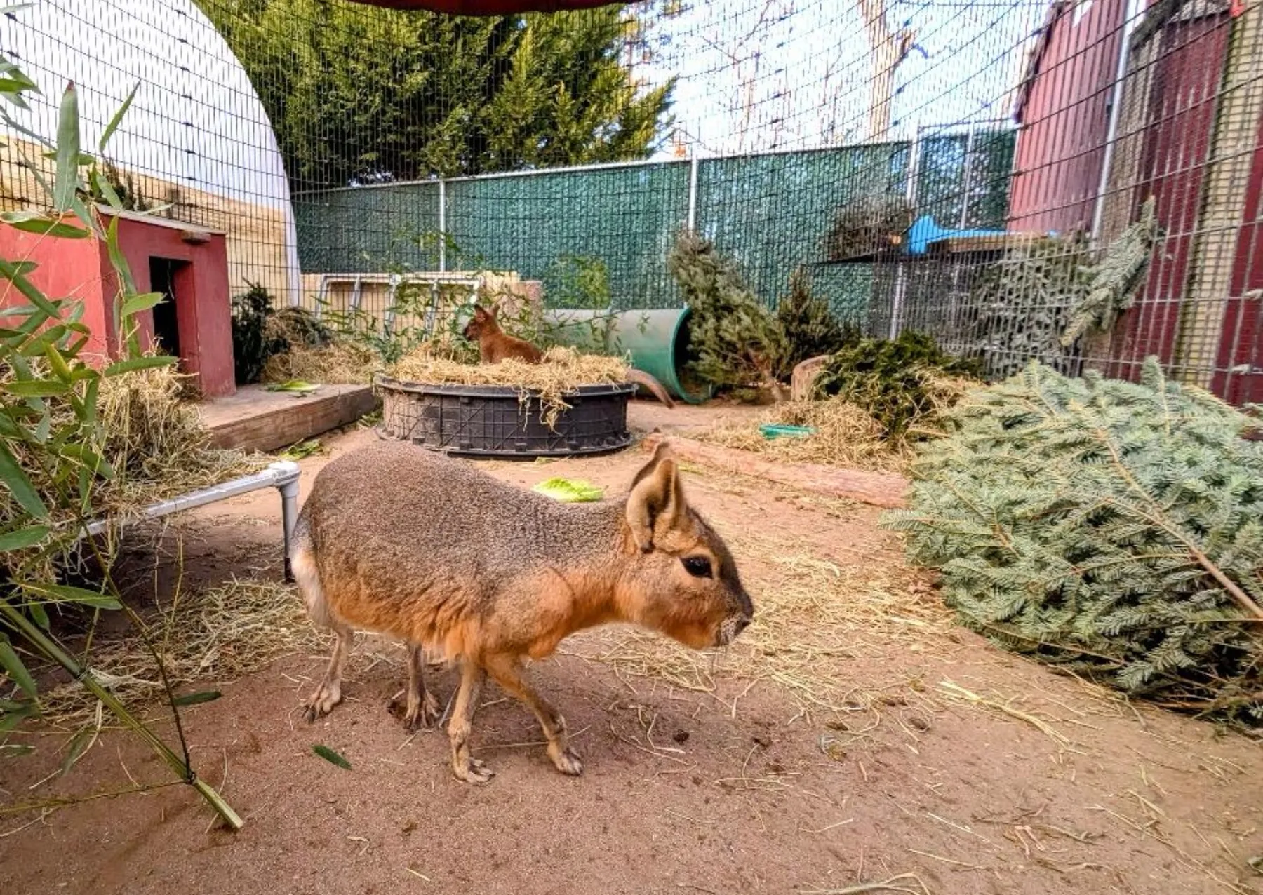ένα μεγάλο τρωκτικό περπατά δίπλα σε αειθαλή δέντρα