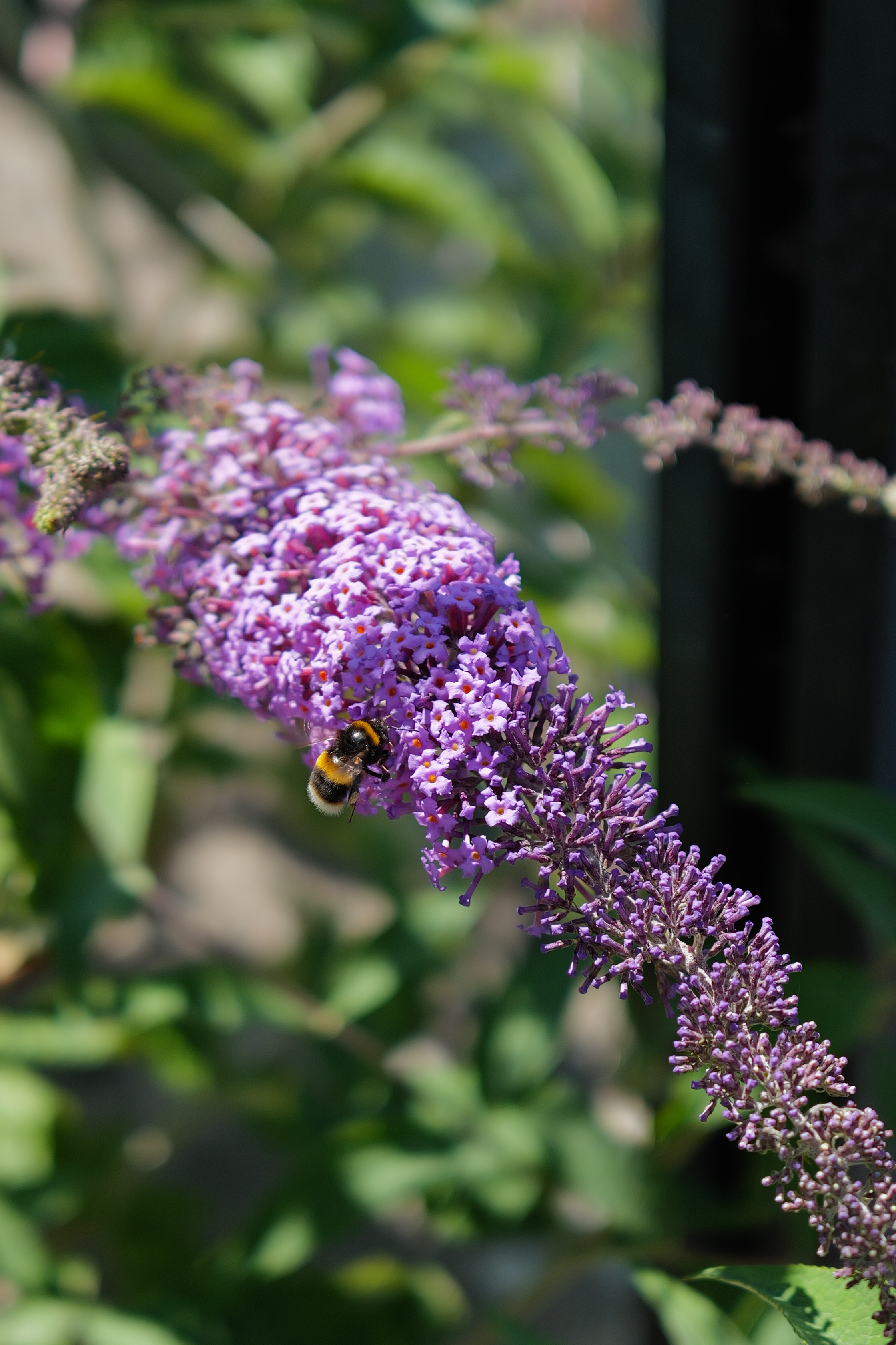 A photo of a flower taken on a Leica Q3 43 camera