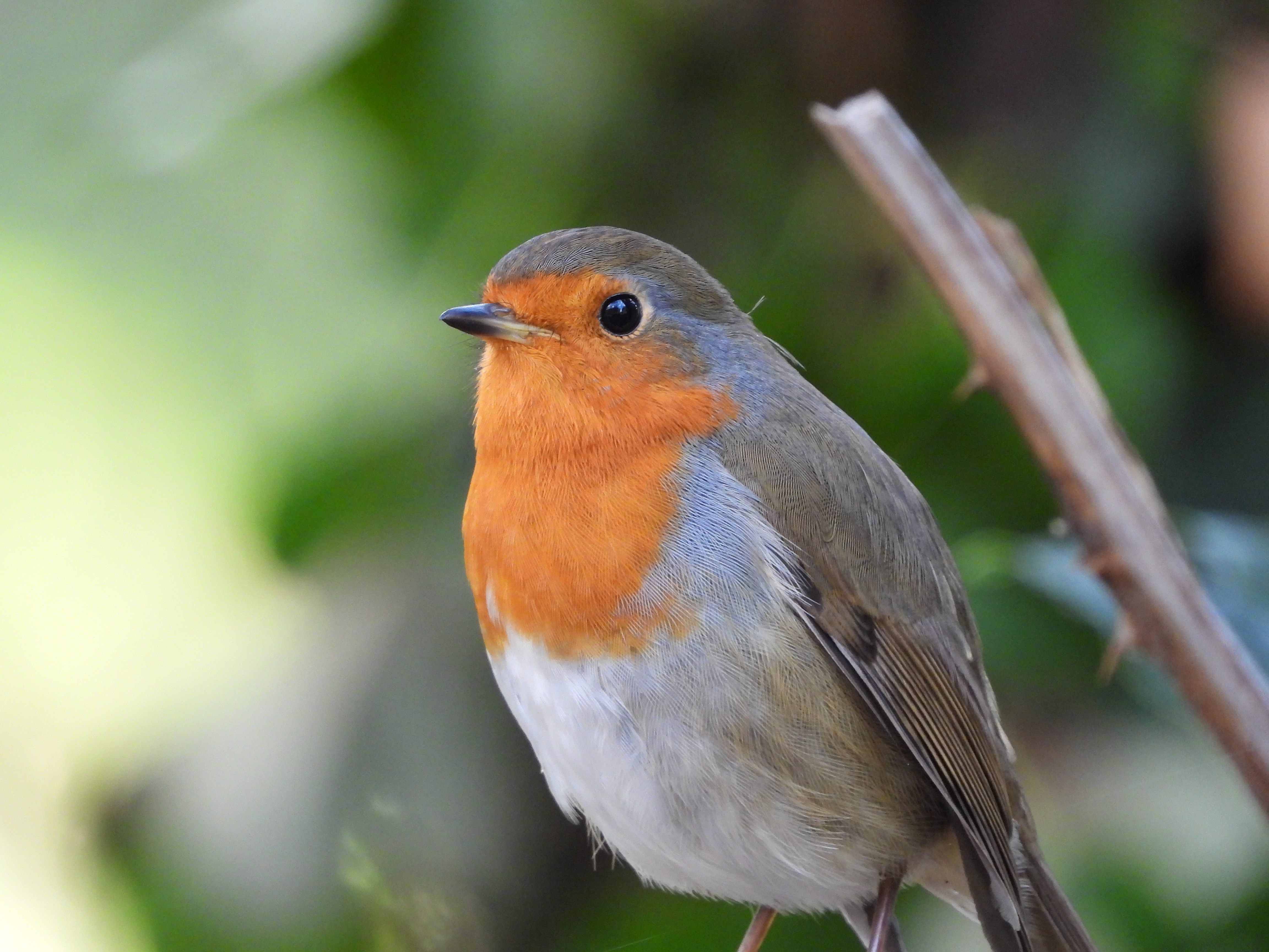 A photo taken on a Nikon Coolpix P1100 digital camera