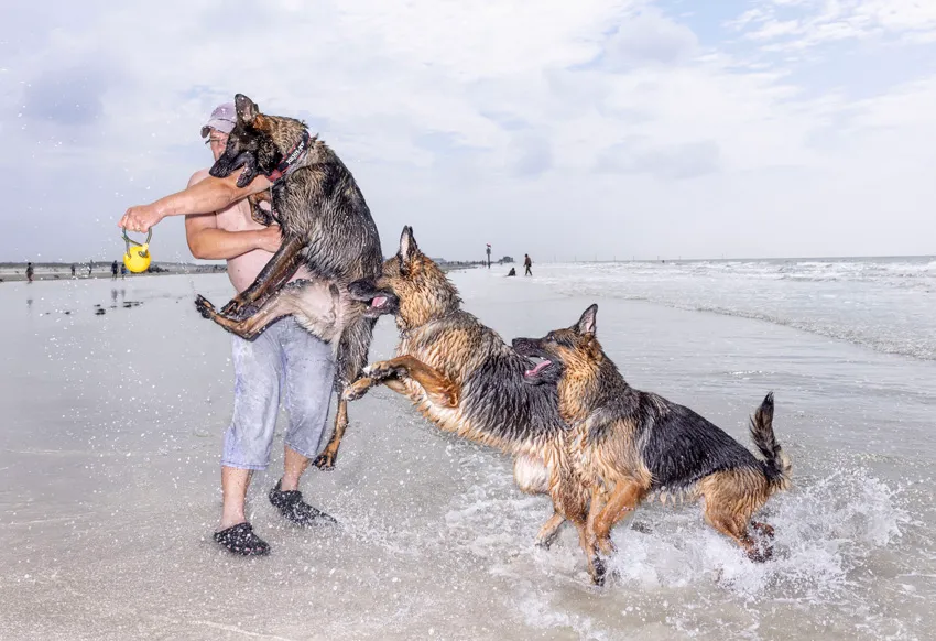 Two German Shepherd dogs and one East German Shepherd dog