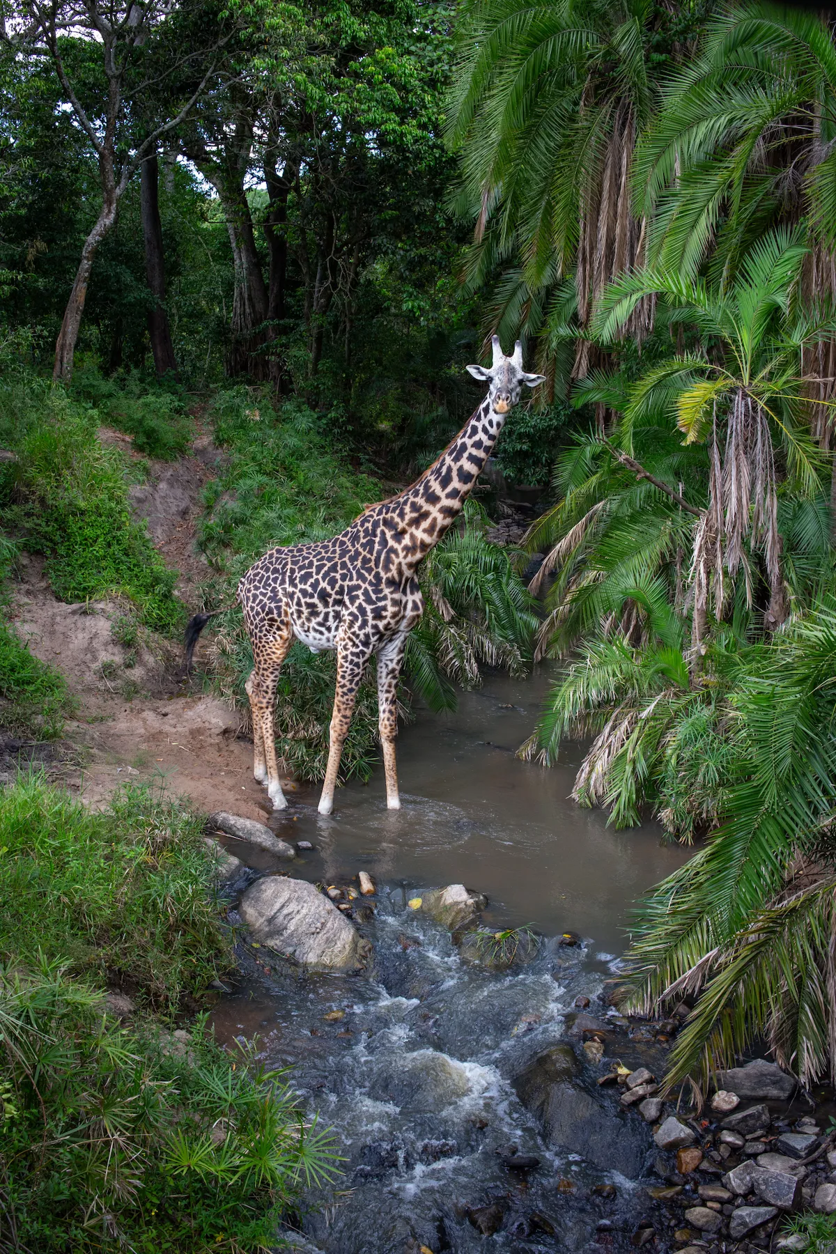 A Maasai giraffe (Giraffa tippelskirchi) navigates the narrow river crossing after dark. 
