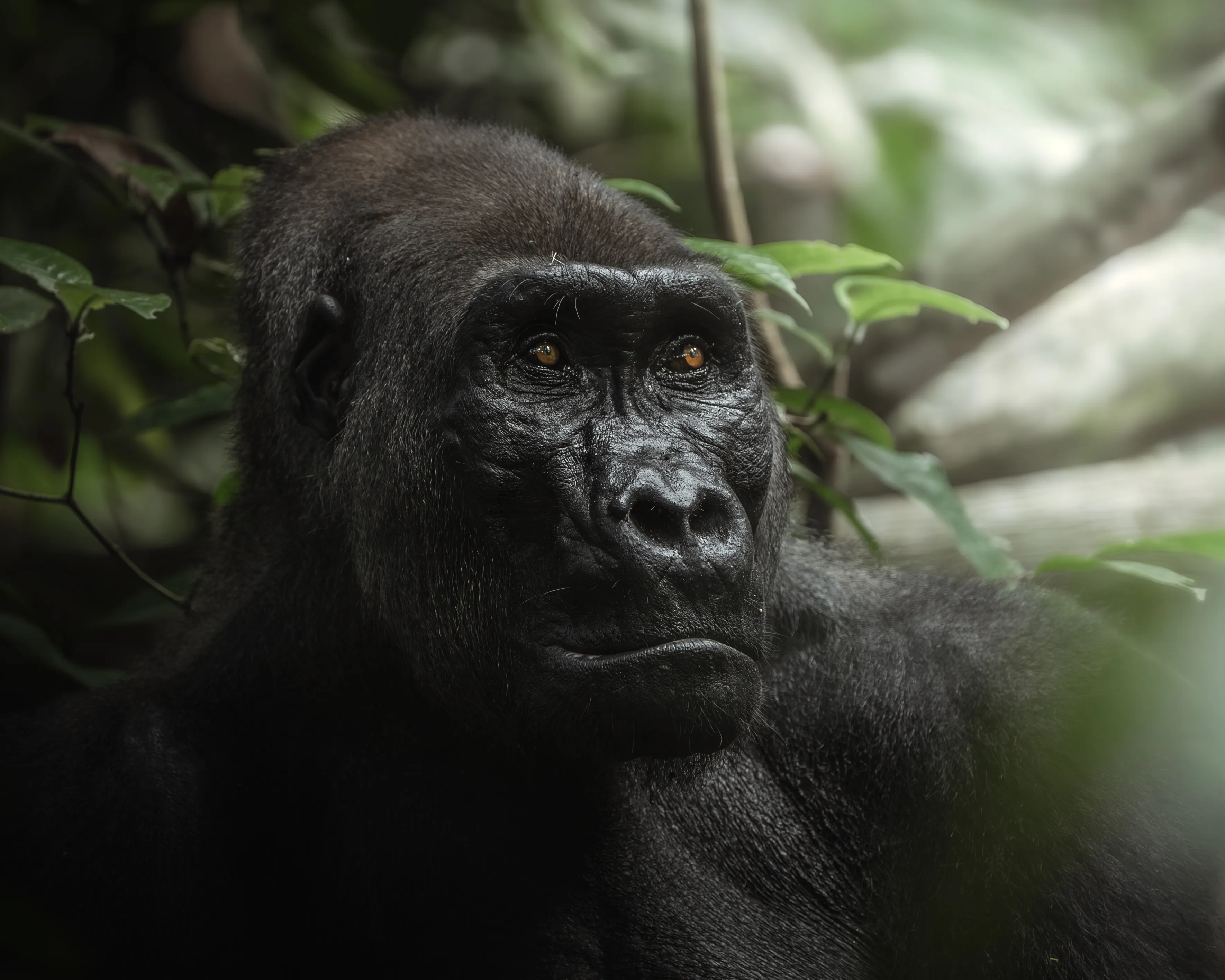 Kamaya sits in full majesty, gazing into the distance in the jungle of Gabon.