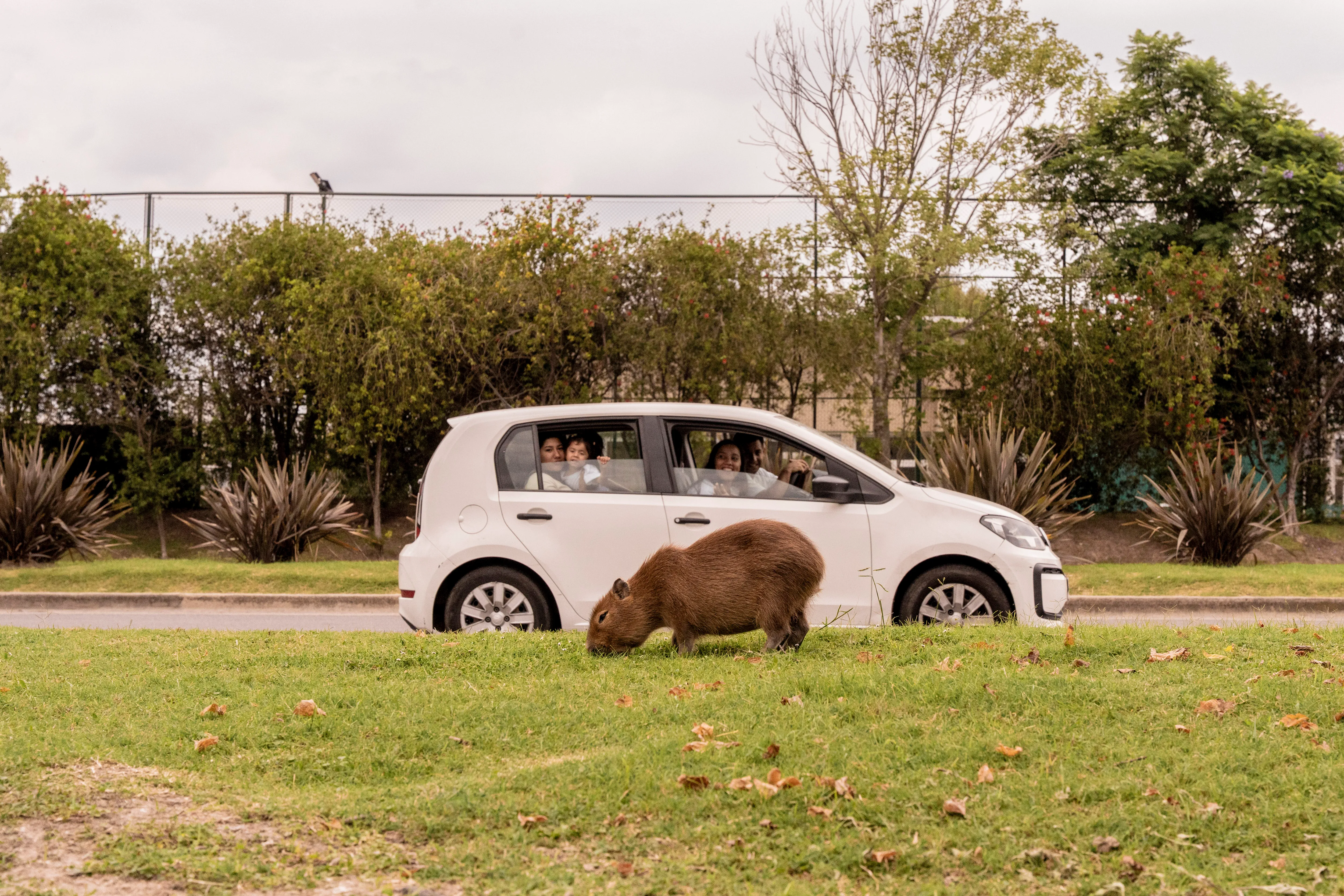 Passers-by look at the capybaras eating grass on the side of a road running through the private town on March 22, 2025 in Nordelta, Tigre, Province of Buenos Aires, Argentina. Anita Pouchard Serra for The New York Times