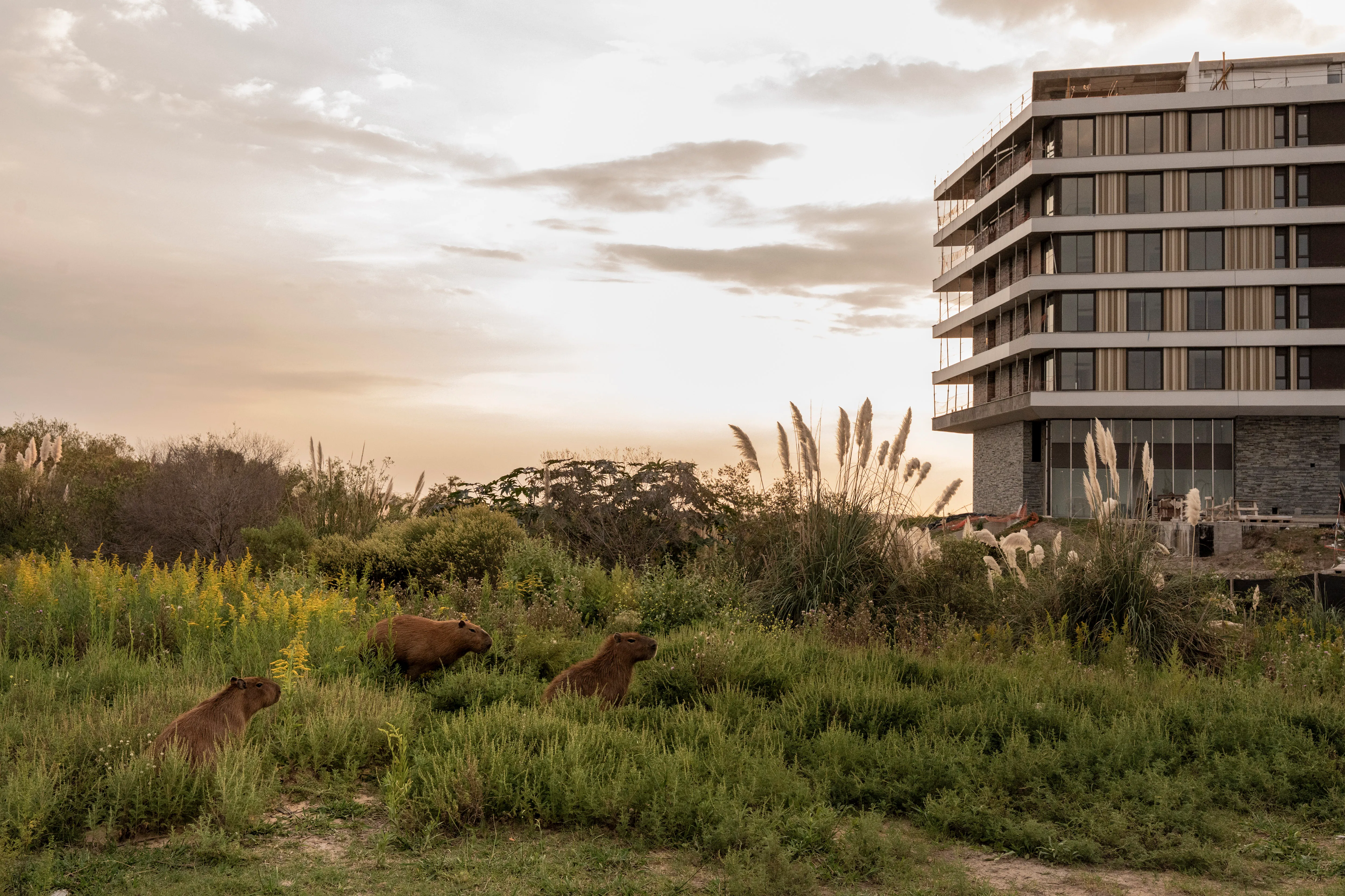Capybaras eat grass in the public areas of the private town of Nordelta, close to a zone under construction on March 22, 2025 in Nordelta, Tigre, Province of Buenos Aires, Argentina. Anita Pouchard Serra for The New York Times