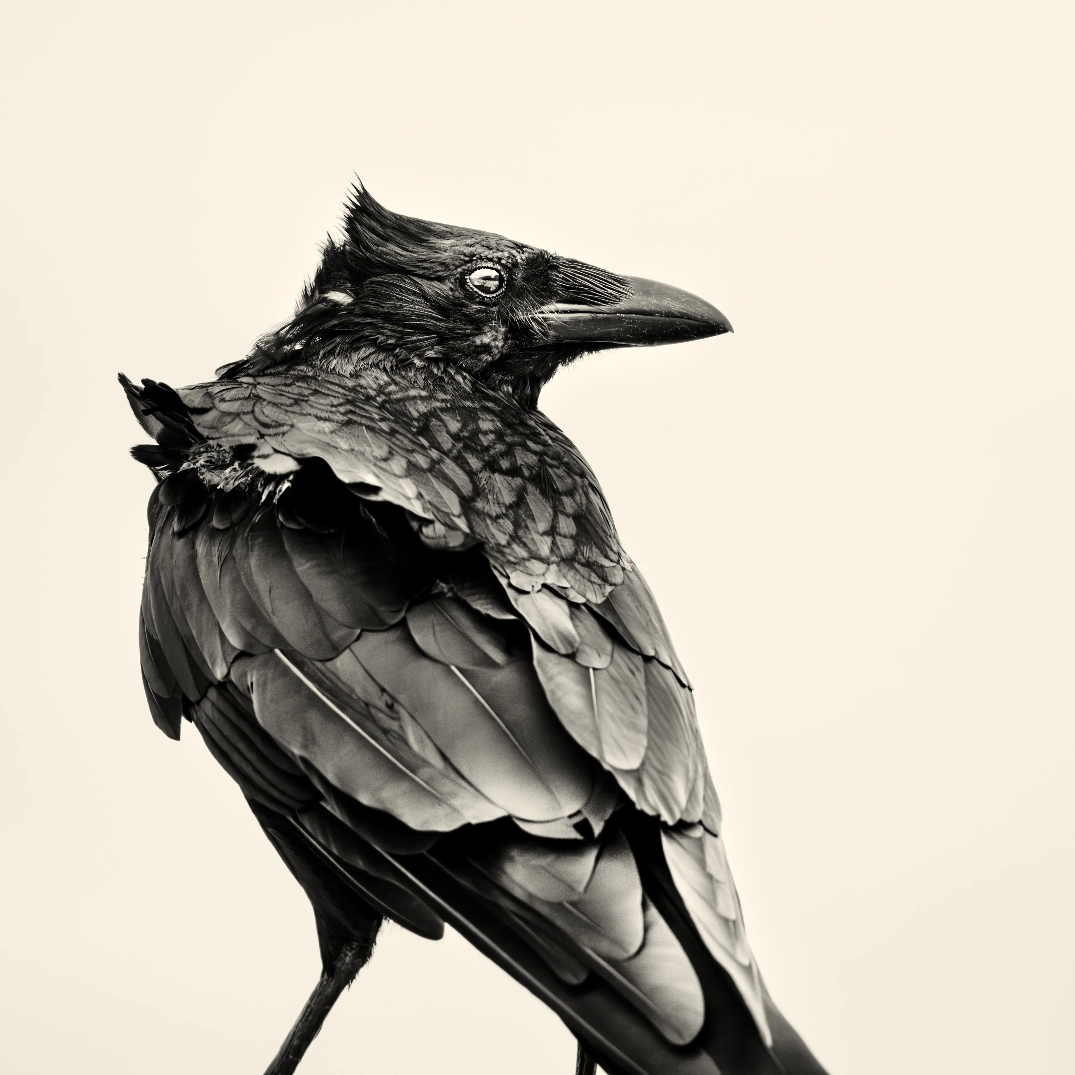 a crow