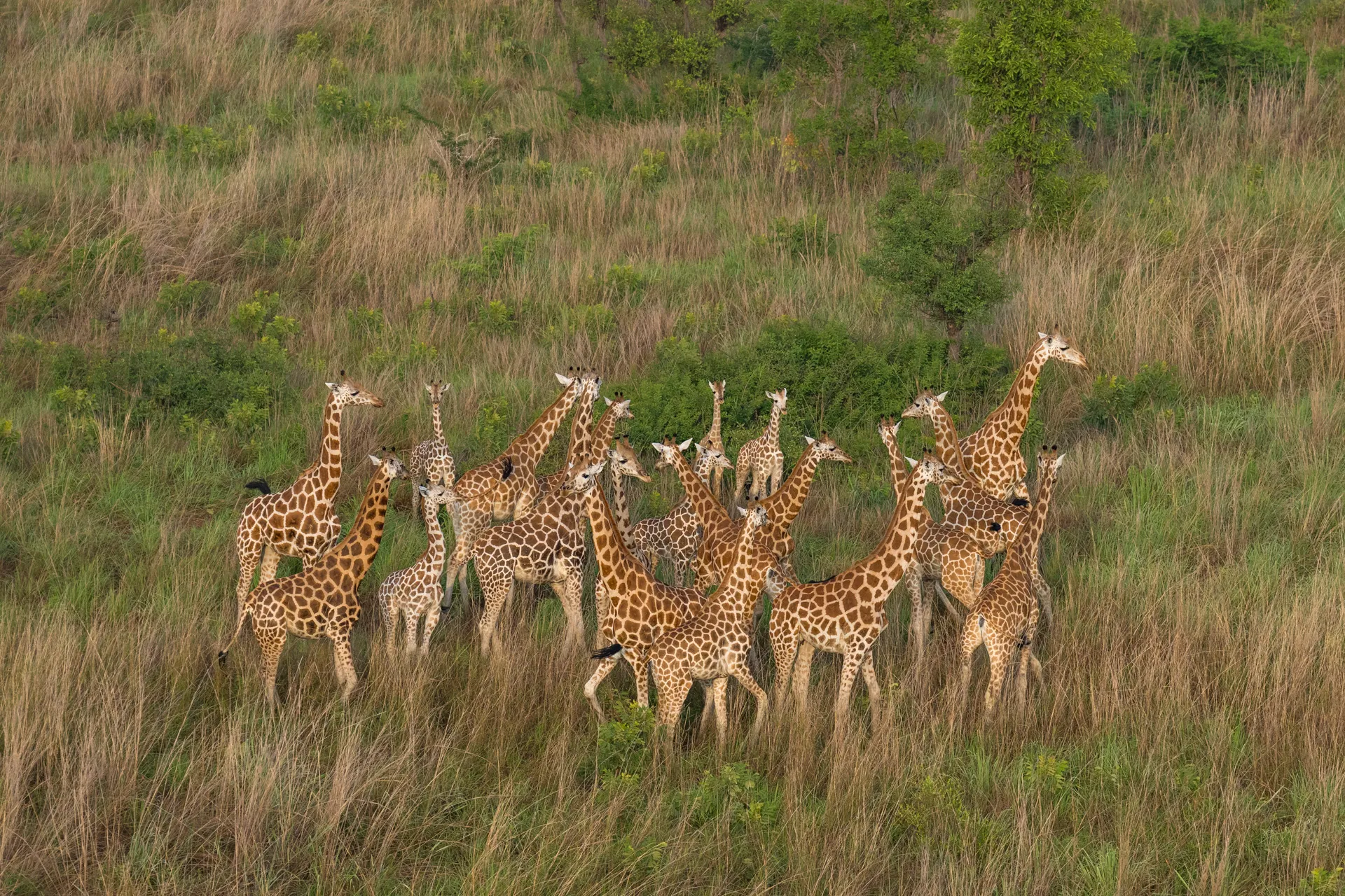 Giraffes, Badingilo National Park, South Sudan.