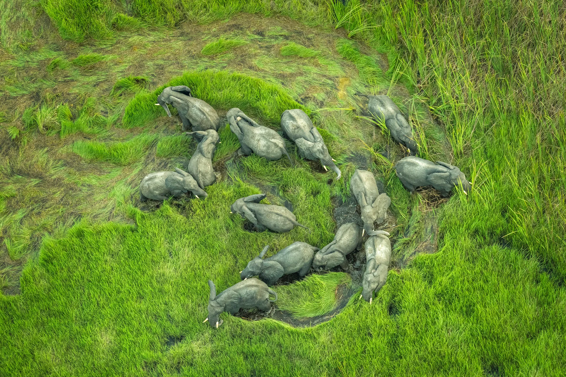 elephants seen from above