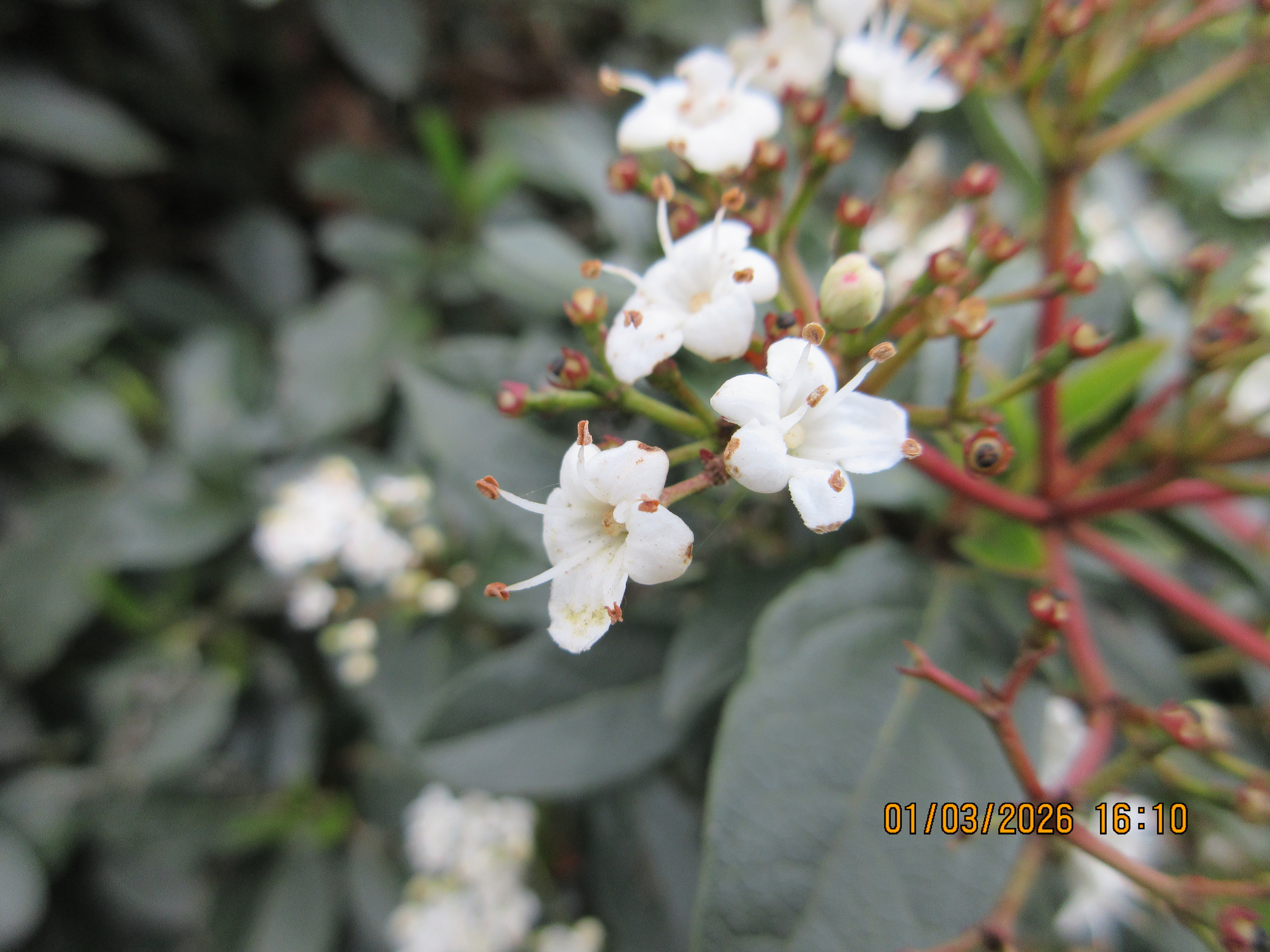 Μια φωτογραφία που τραβήχτηκε σε μια κάμερα Canon PowerShot Elph 360 HS A / IXUS 285 HS Μια συμπαγής κάμερα