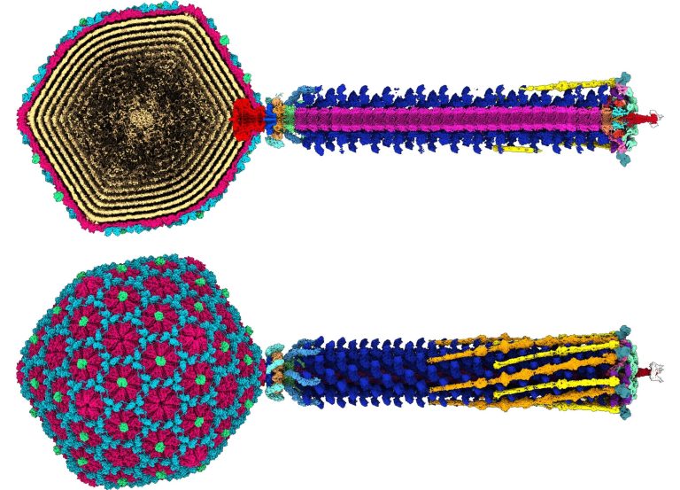 Το εκπληκτικό προσχέδιο ιών υψηλής ανάλυσης προσφέρει νέα ελπίδα κατά της αντίστασης στα αντιβιοτικά