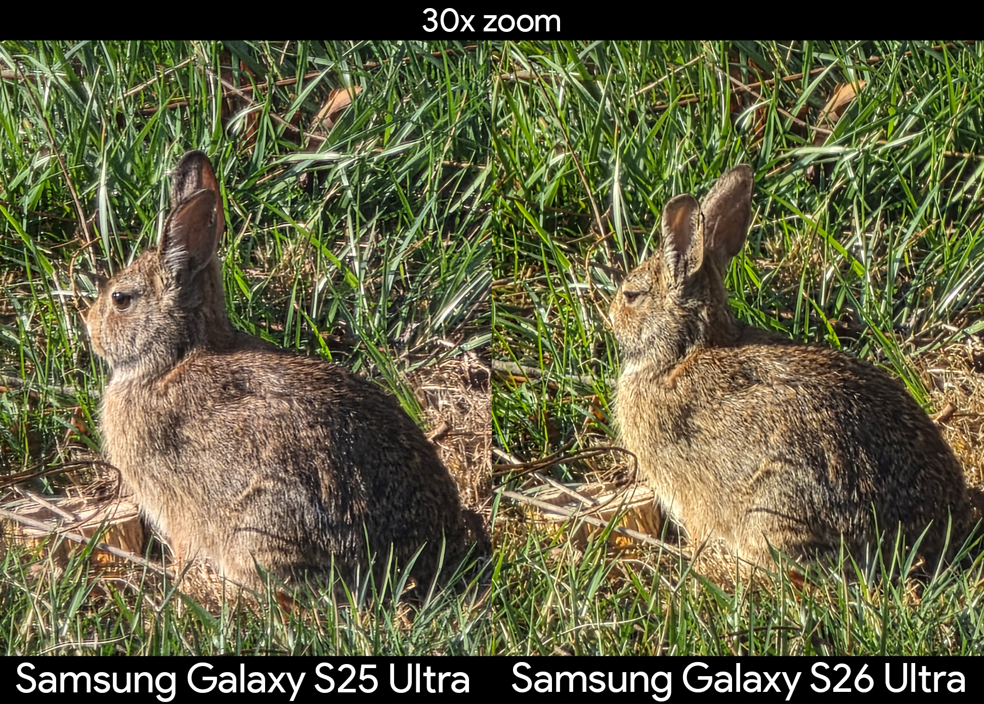 Comapring 30x zoom quality of a bunny in a yard between a Samsung Galaxy S25 Ultra and S26 Ultra