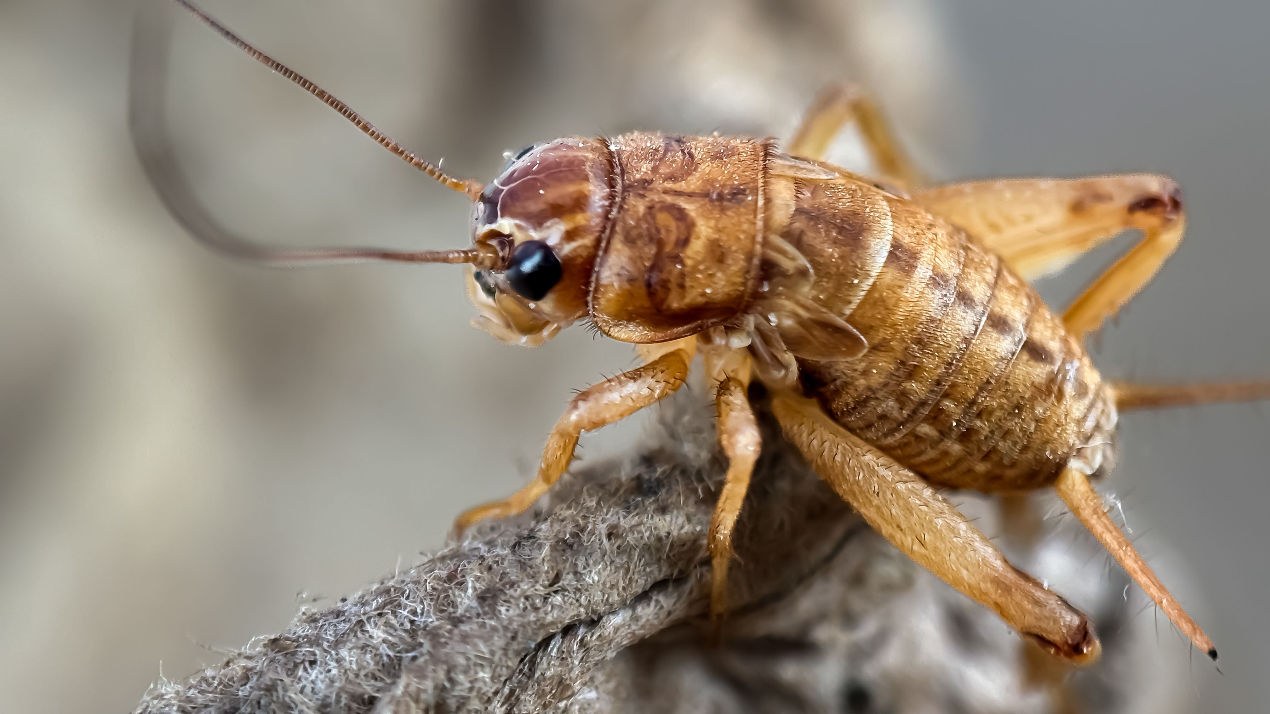 Σπίτι κρίκετ