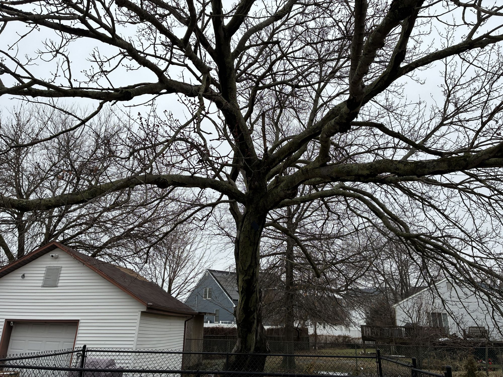 Apple iPhone 17e camera sample.