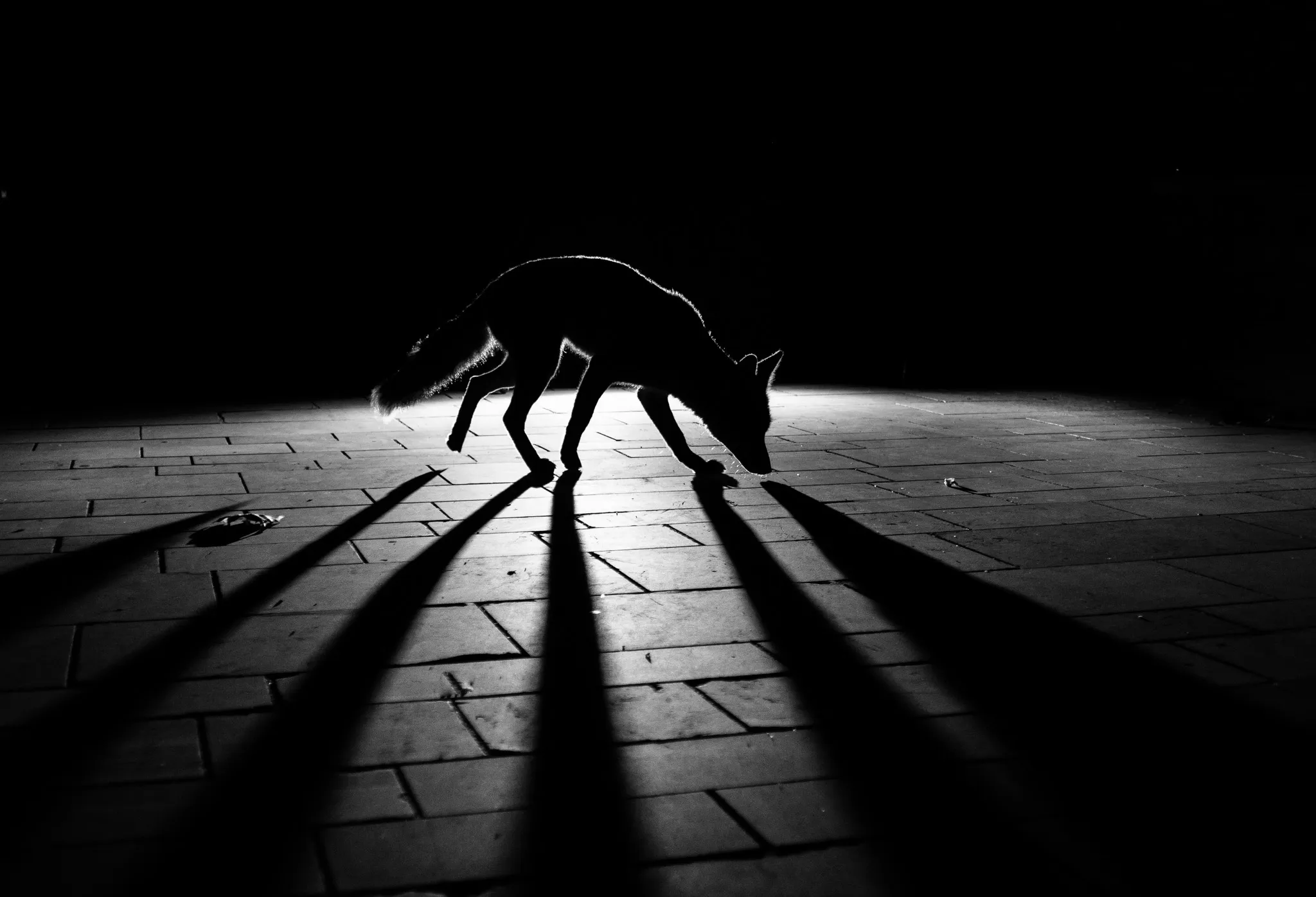 a fox sniffing at the pavement. light behind the animals creates a silhouette 