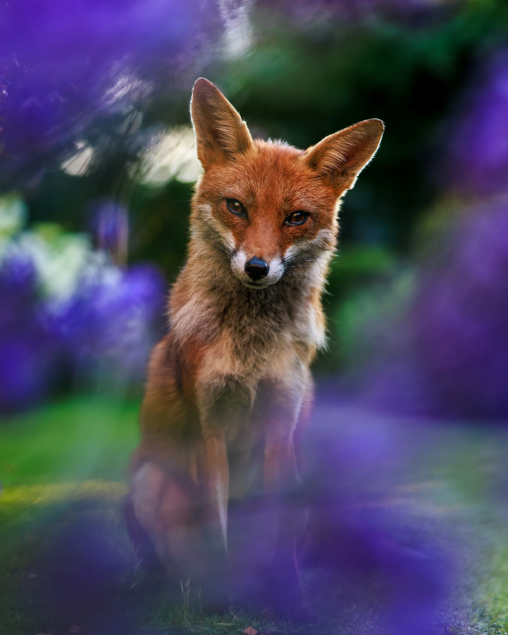 In summer 2024, I had an unexpected visit from a friendly neighbourhood fox who decided to come by my garden. Probably attracted by the commotion around the bird feeder, it sat on the lawn, and allowed me to get close. I grabbed a medium telephoto lens with a very wide aperture, and took her portrait through a gap in the lavender. Later in June, after she visited my garden multiple times, and considering the number of foxes with mange in my area, I decided to get a mange deterrent from the National Fox Welfare Society which I now administrate to her in a small portion of cat food!