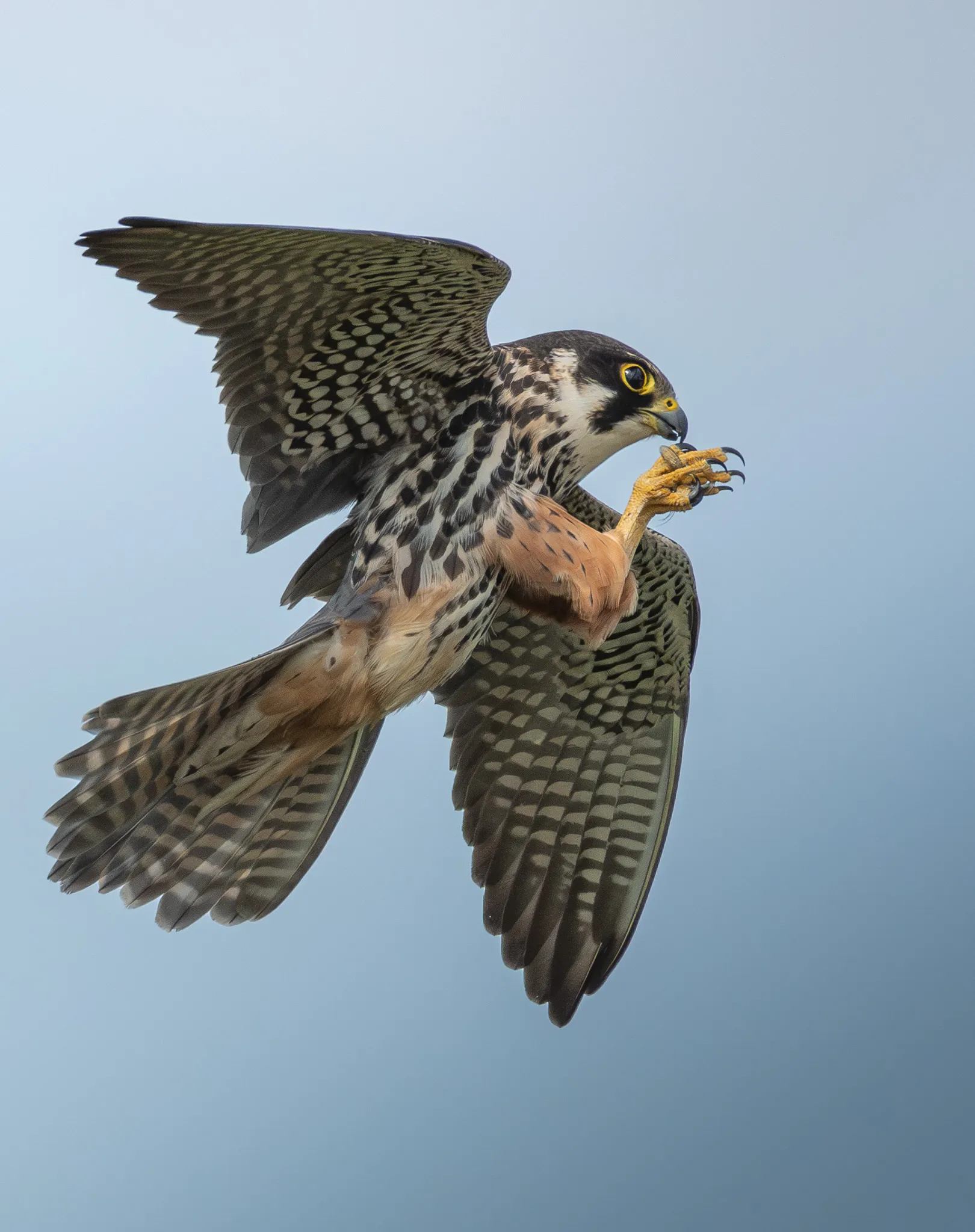 a hawk catches a mayfly mid-air