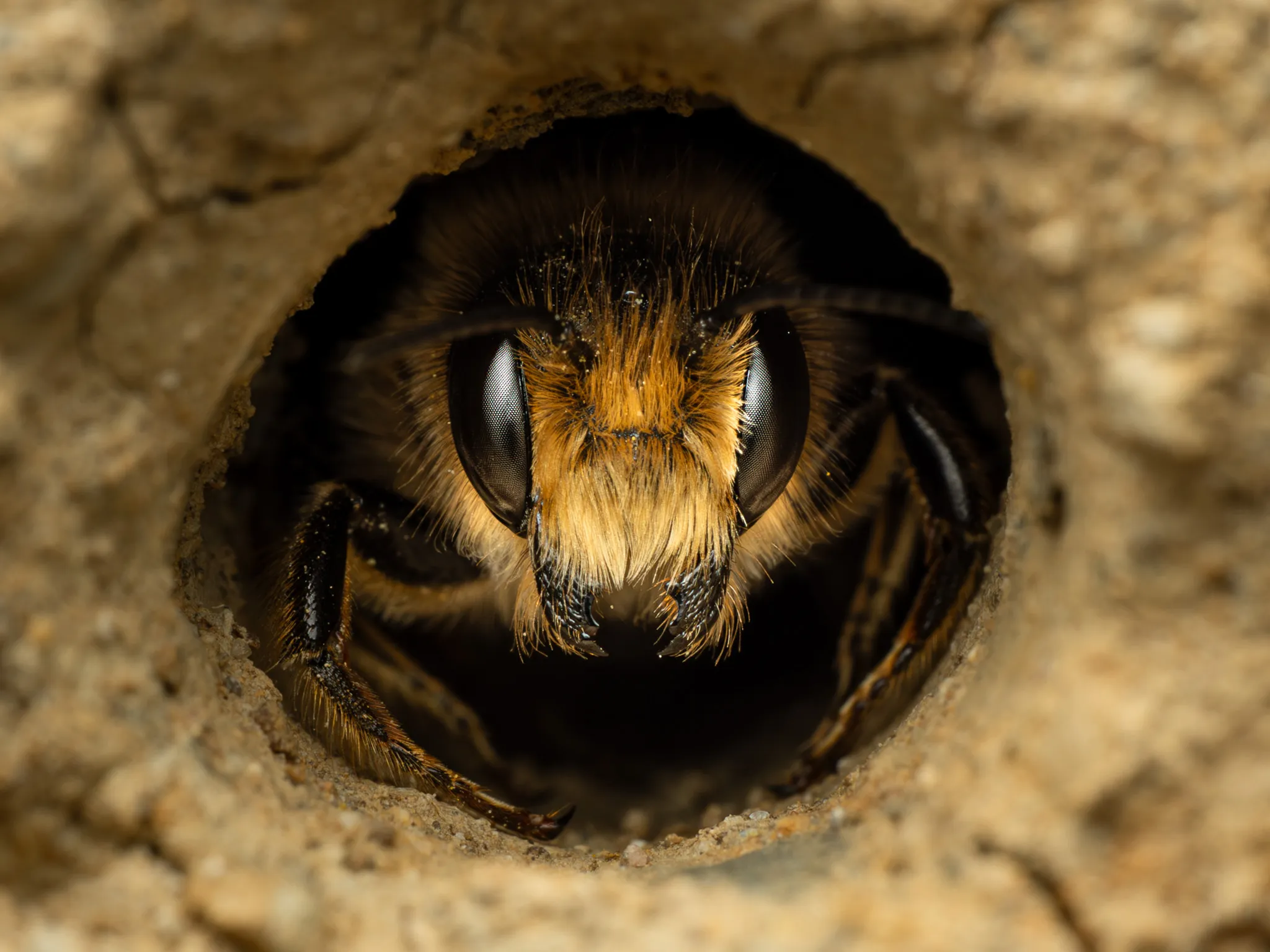 a closeup of a bee