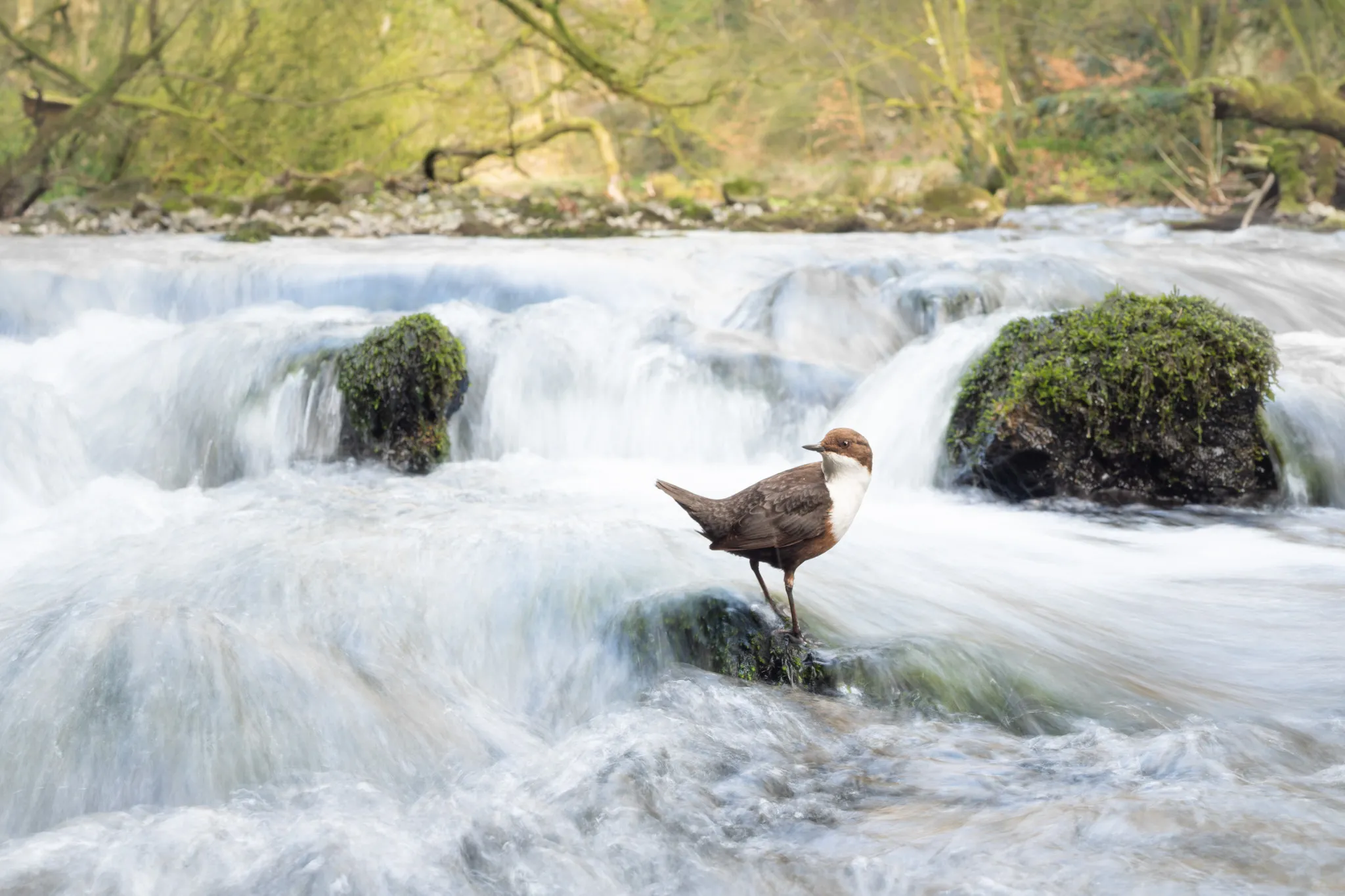 a bird standing in a rolling river