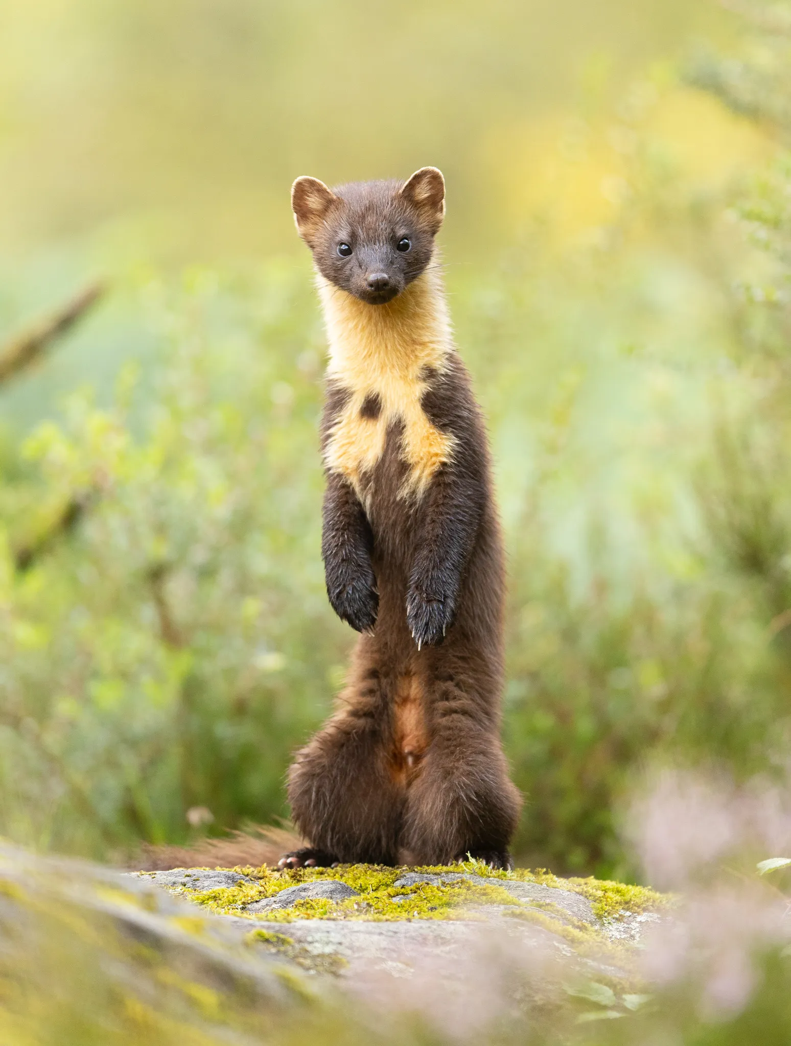 a pine marten starting on its hind legs
