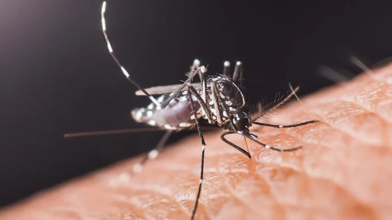 Τα κουνούπια ρουφούν το αίμα μας εδώ και 1,8 εκατομμύρια χρόνια