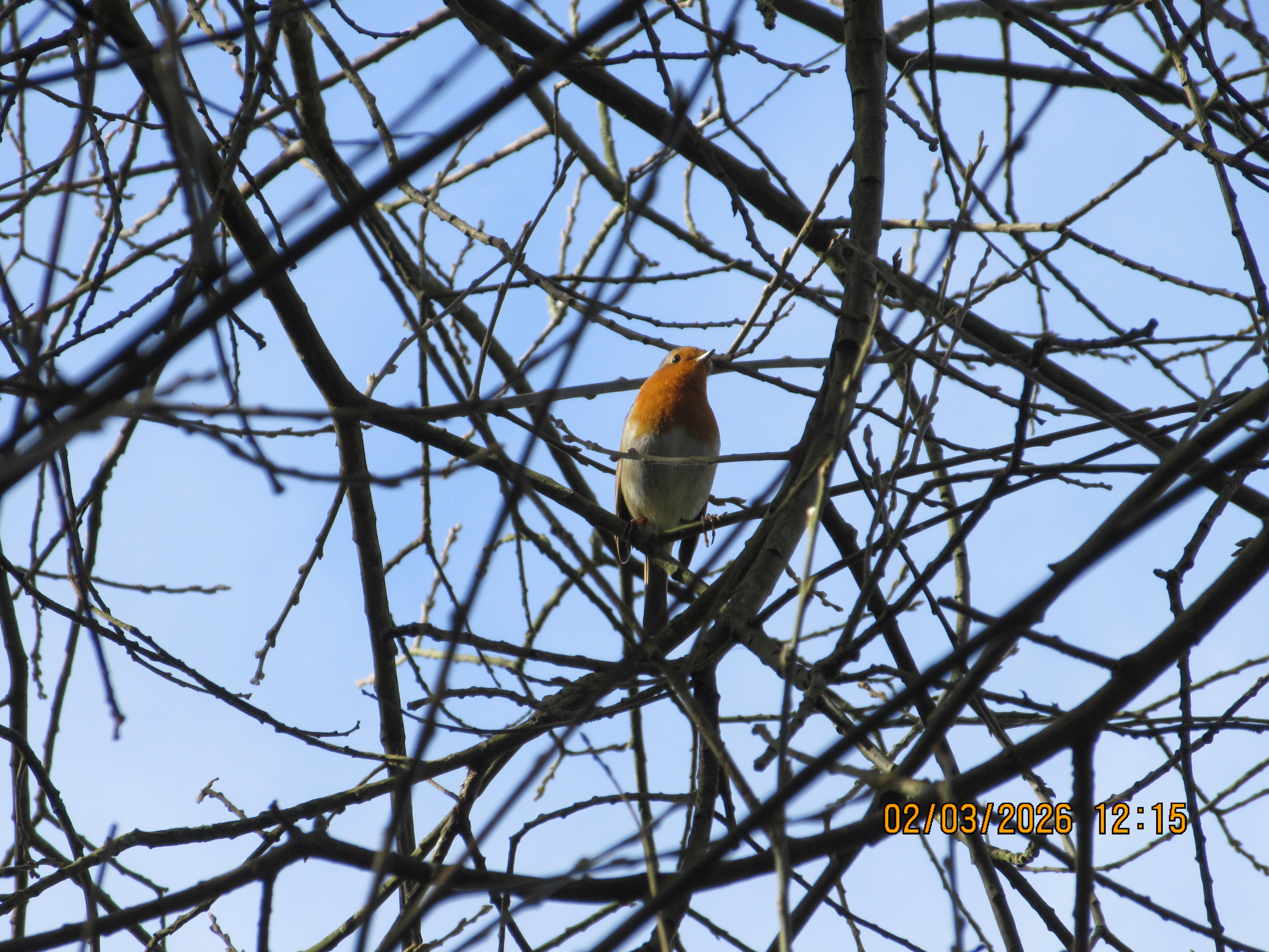 Μια φωτογραφία που τραβήχτηκε σε μια κάμερα Canon PowerShot Elph 360 HS A / IXUS 285 HS Μια συμπαγής κάμερα