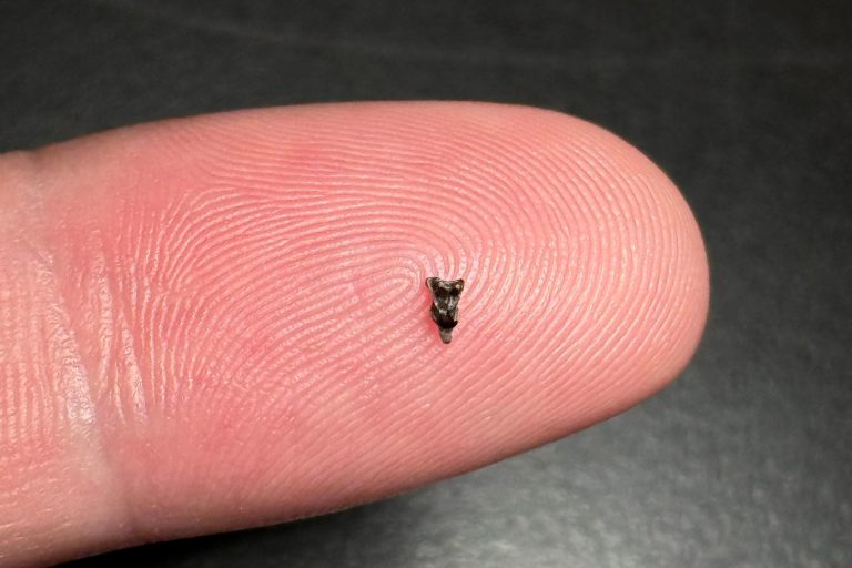 Αυτά τα μικροσκοπικά δόντια θα μπορούσαν να αλλάξουν όσα γνωρίζουμε για την ανθρώπινη προέλευση