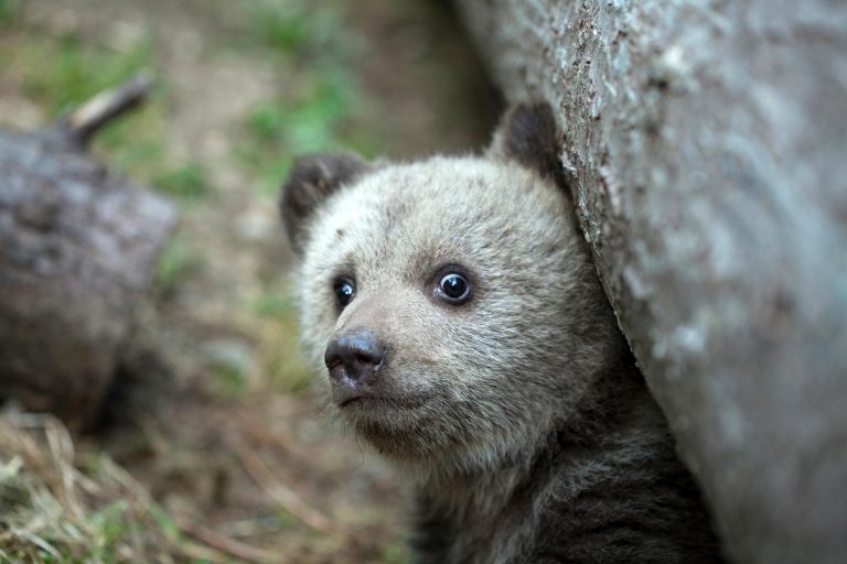 Ο μύθος του υπερ-αρπακτικού: Είναι οι άνθρωποι πάντα το πιο τρομακτικό τέρας στο δάσος;
