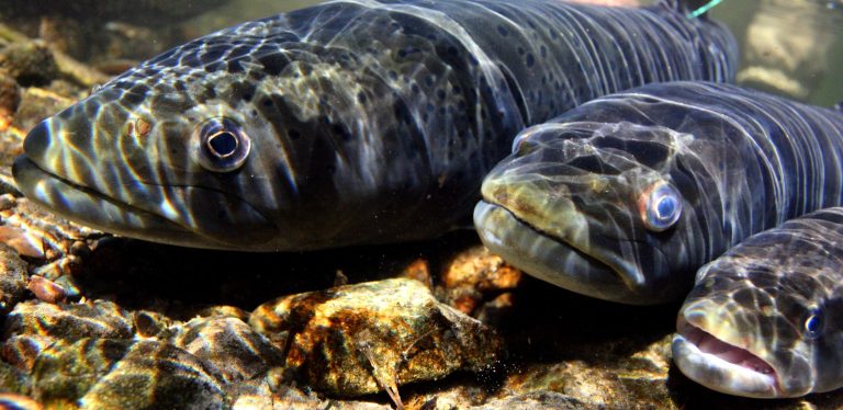 Μια από τις μεγαλύτερες μεταναστεύσεις της Γης καταρρέει κάτω από τα ποτάμια μας