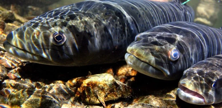 Σιβηρικό Τάιμεν (Hucho taimen)