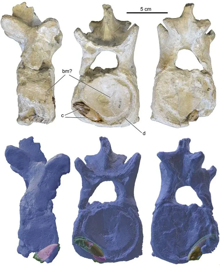 Τα απολιθώματα σπονδύλων και οι ακτινογραφίες του άτυχου Polycotylus που εξετάστηκαν στην παρούσα έρευνα, στις οποίες φαίνεται το ενσωματωμένο δόντι του Xiphactinus.