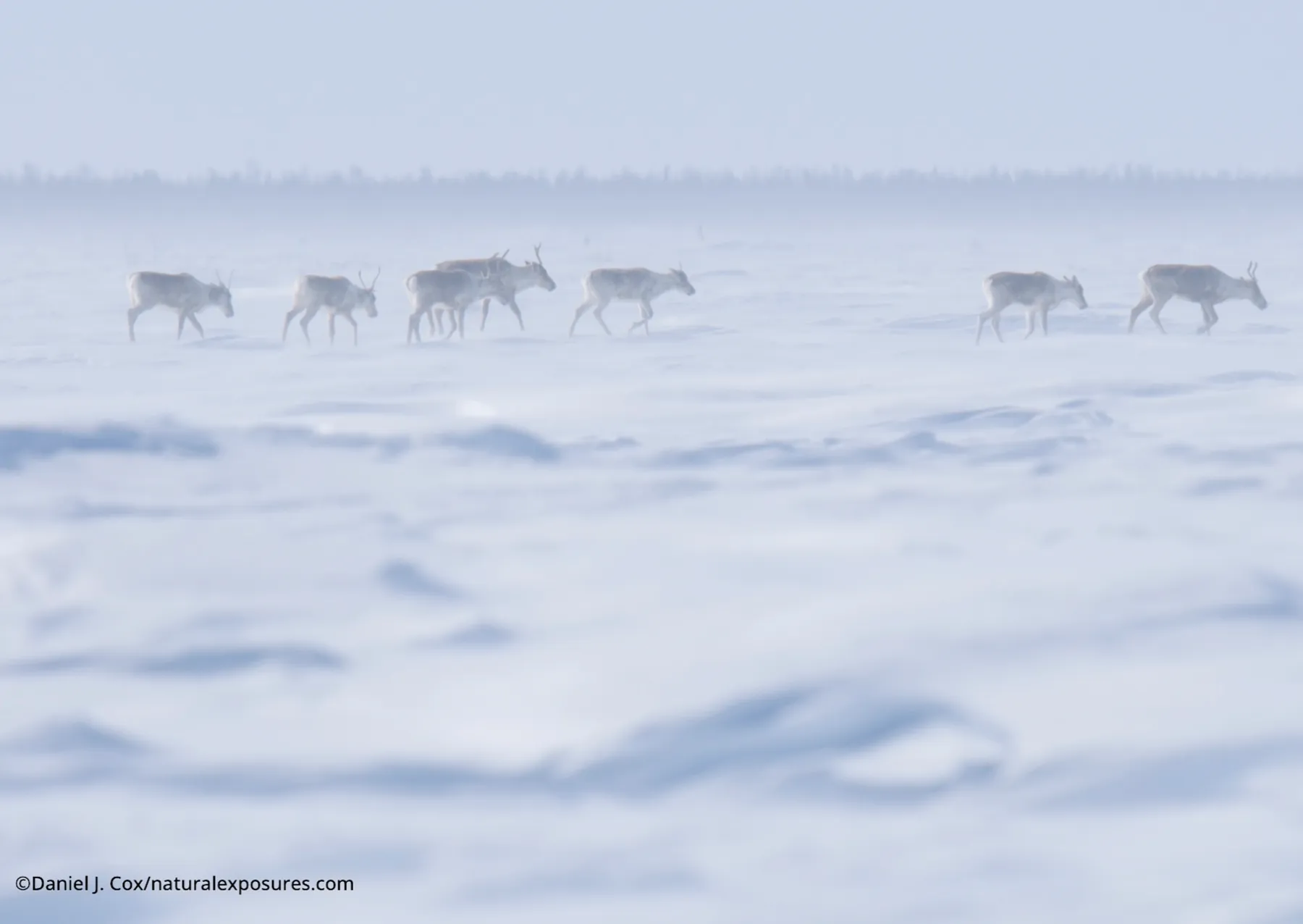 επτά καριμπού που περπατούν στο χιόνι