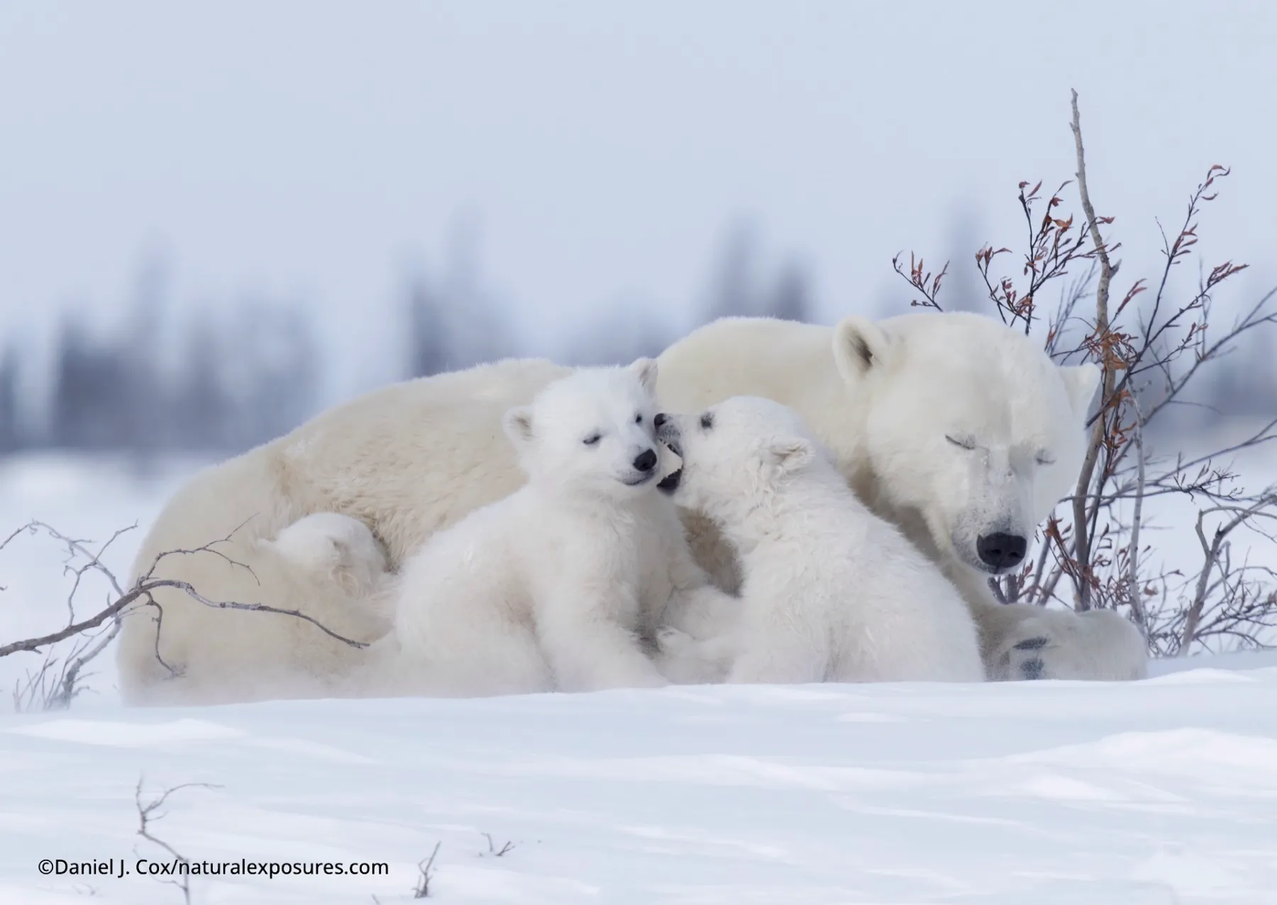 μια μητέρα πολική αρκούδα ξαπλώνει με κλειστά μάτια με δύο μικρά. το ένα μωρό δαγκώνει το μάγουλο του άλλου