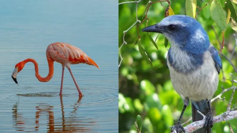 Η Φλόριντα επιτέλους κάνει το φλαμίνγκο πουλί της