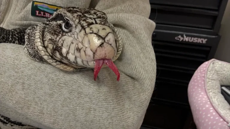 Η παγωμένη σαύρα που βρέθηκε στο Ρόουντ Άιλαντ είναι θεραπευτική