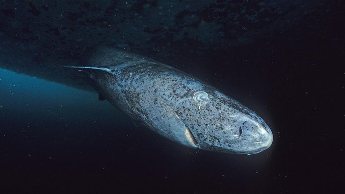 «Greenland shark»: Ο καρχαρίας – μυστήριο που ζει εκατοντάδες χρόνια, σε πολύ χαμηλές θερμοκρασίες «Greenland shark»: Ο καρχαρίας – μυστήριο που ζει εκατοντάδες χρόνια, σε πολύ χαμηλές θερμοκρασίες