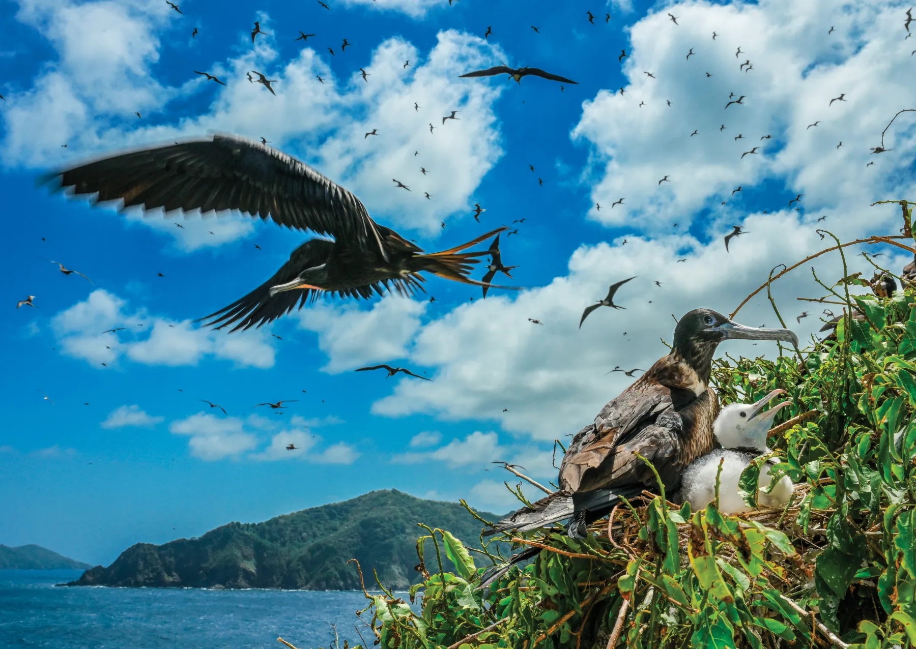 πουλιά που πετούν πάνω από ένα πουλί με μια γκόμενα σε μια φωλιά