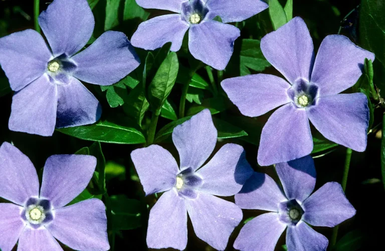 Το Periwinkle κάνει ακόμα πιο εύκολη τη φιλοξενία των κοινωνικών μέσων κοινωνικής δικτύωσης στο Bluesky’s AT Protocol